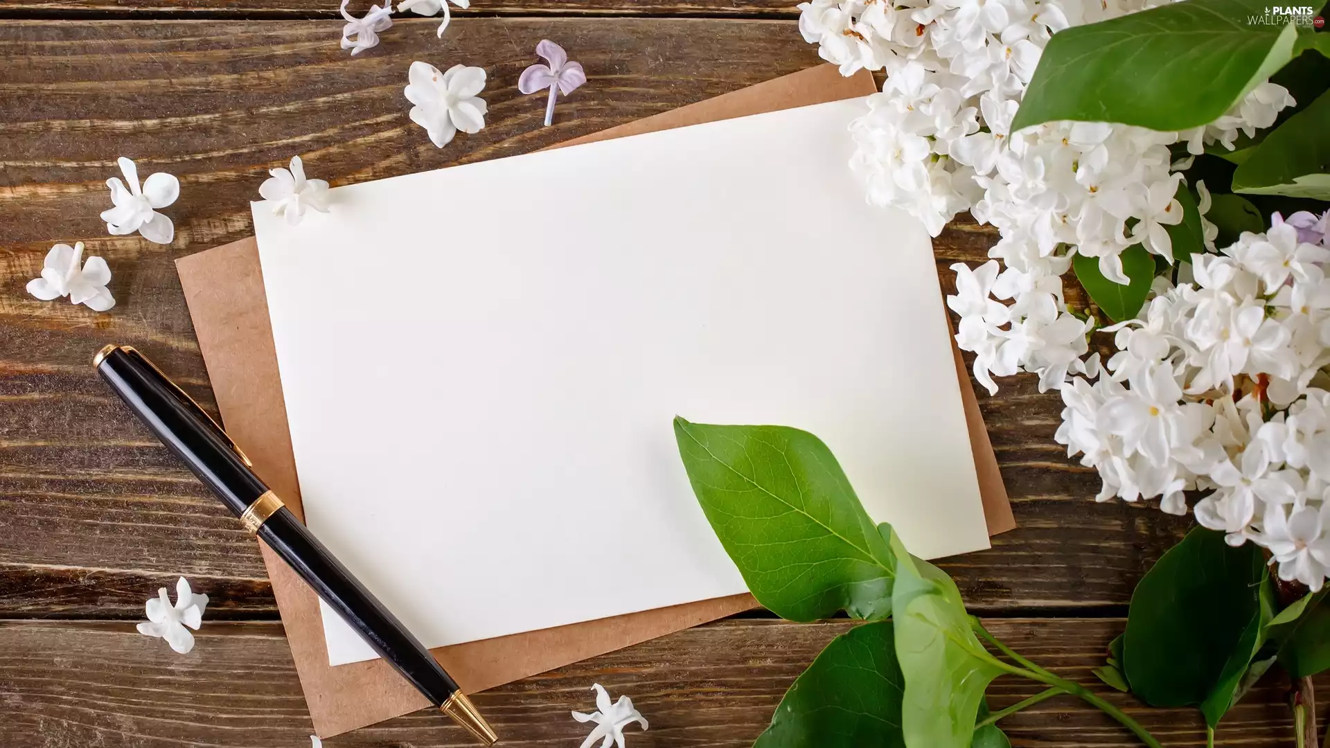 pen, envelope, without, boarding, Flowers, card