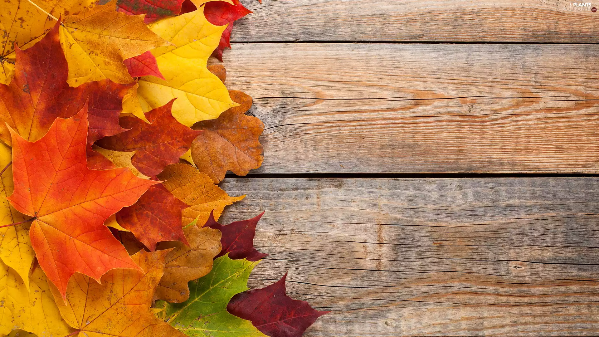 maple, boarding, color, Leaf, Autumn