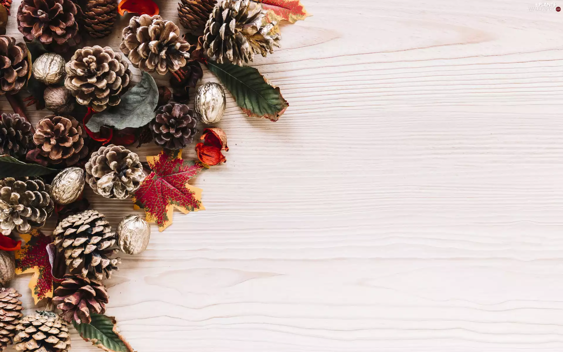 background, boarding, cones, Leaf, composition