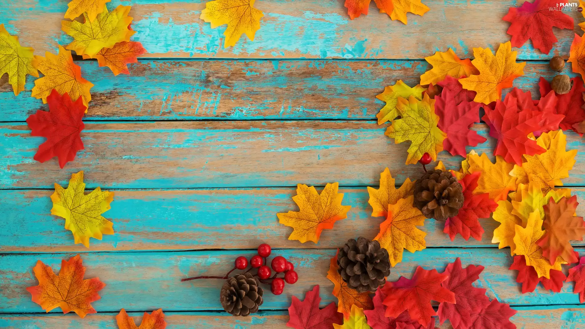 boarding, Leaf, cones