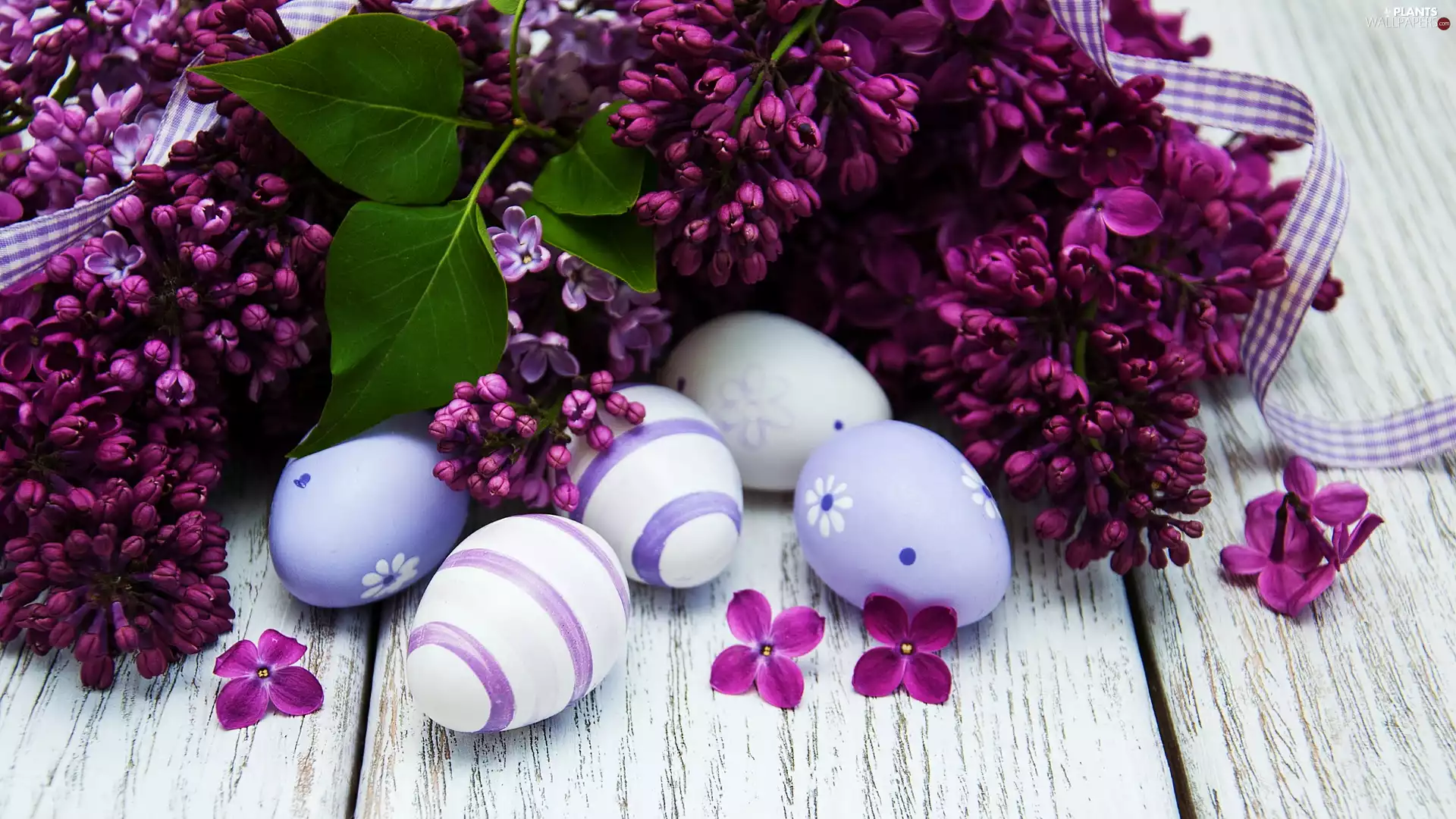 without, boarding, eggs, Violet, Easter