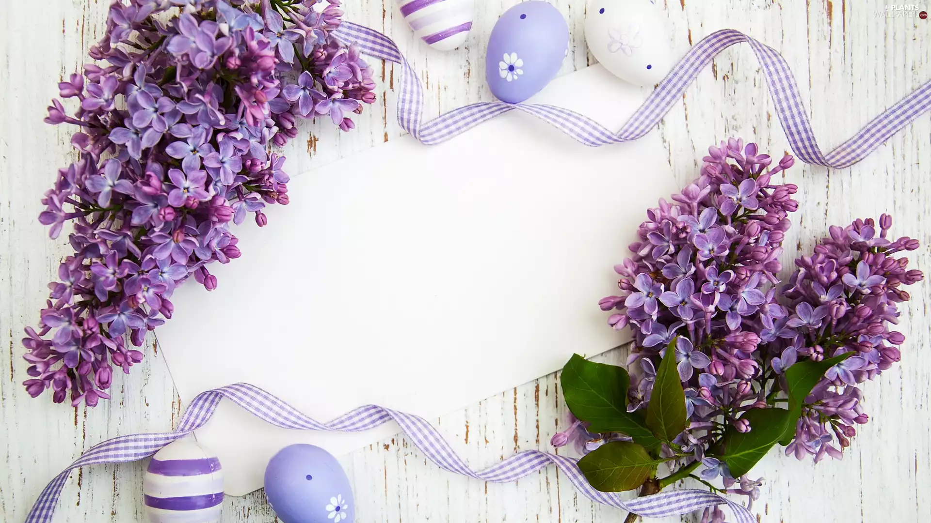 card, Easter, without, boarding, ribbon, eggs