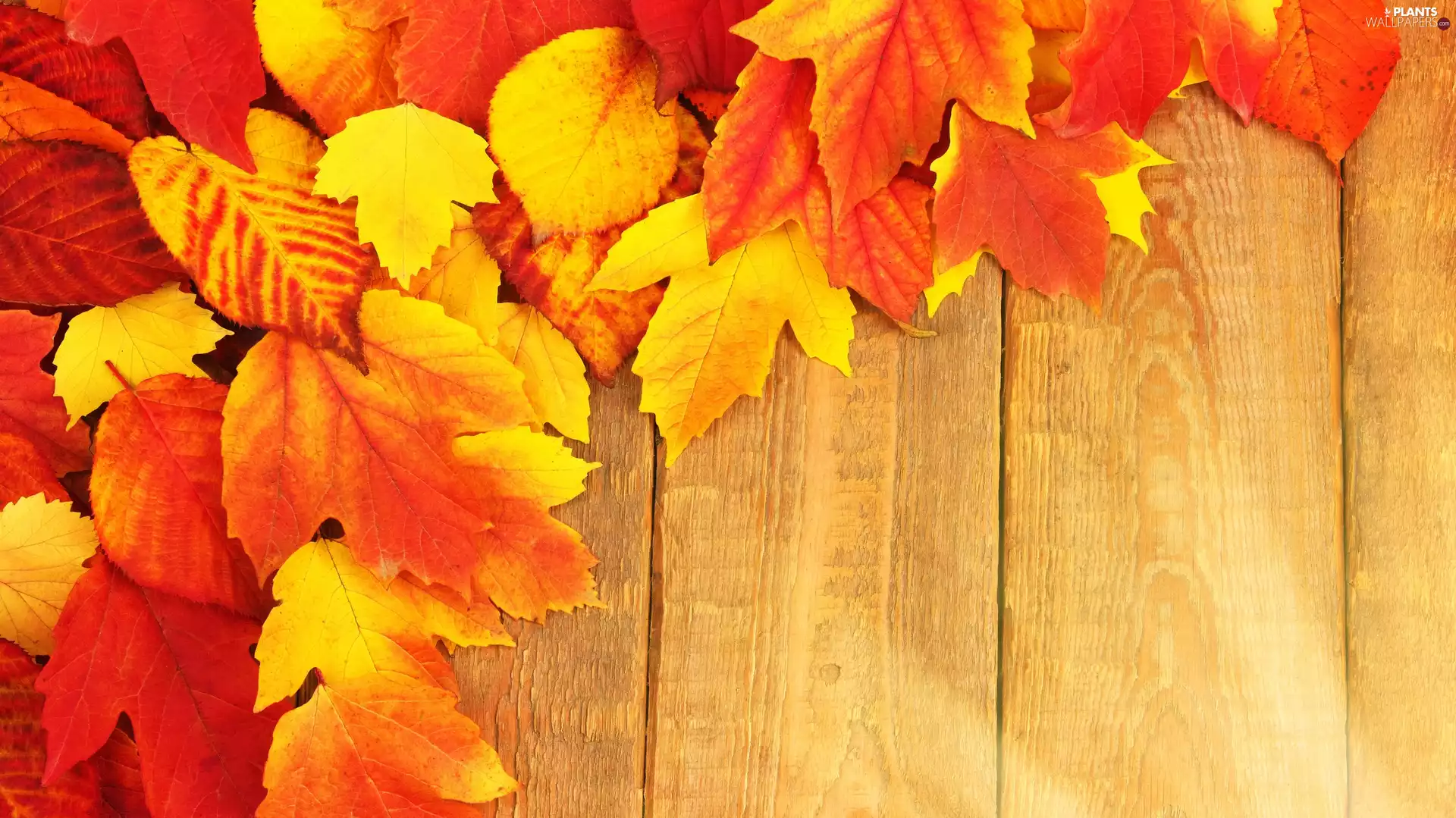 boarding, Autumn, Leaf