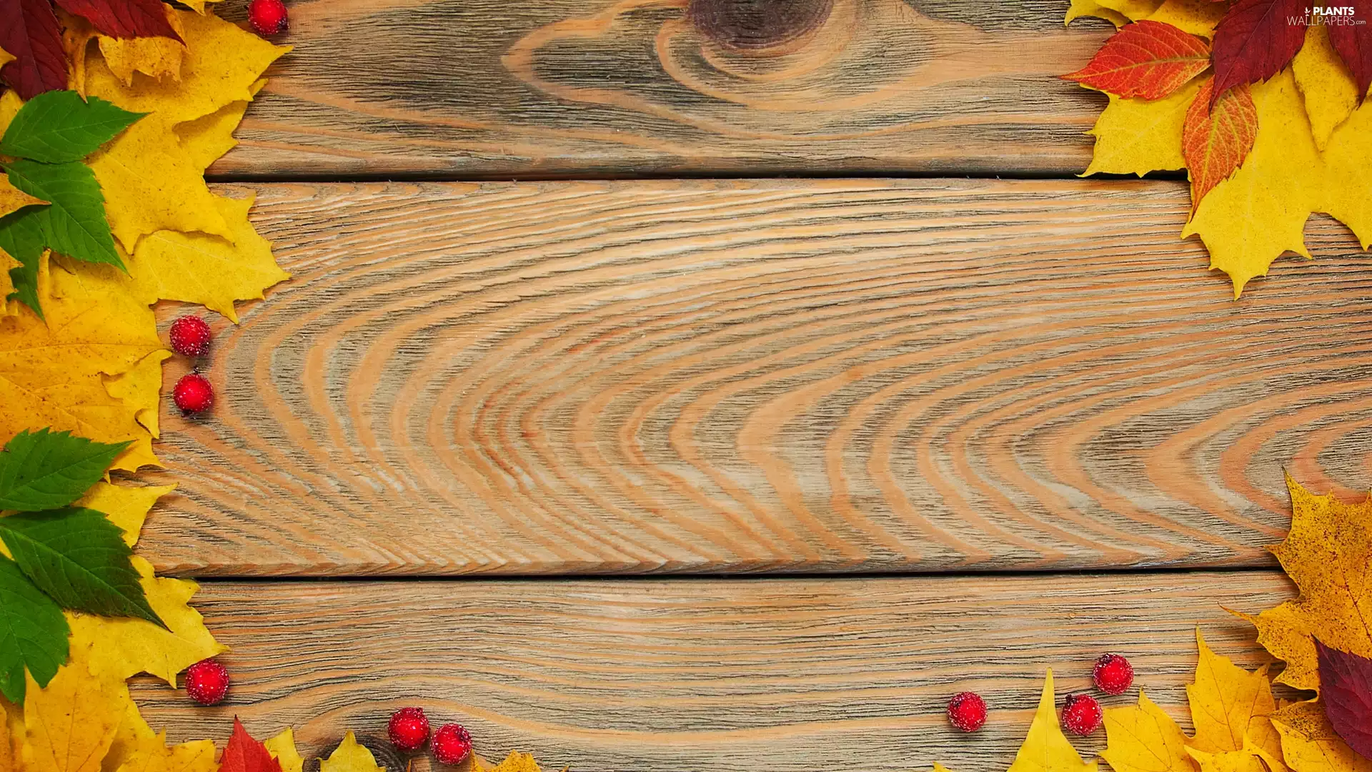 maple, color, blueberries, boarding, Red, Leaf