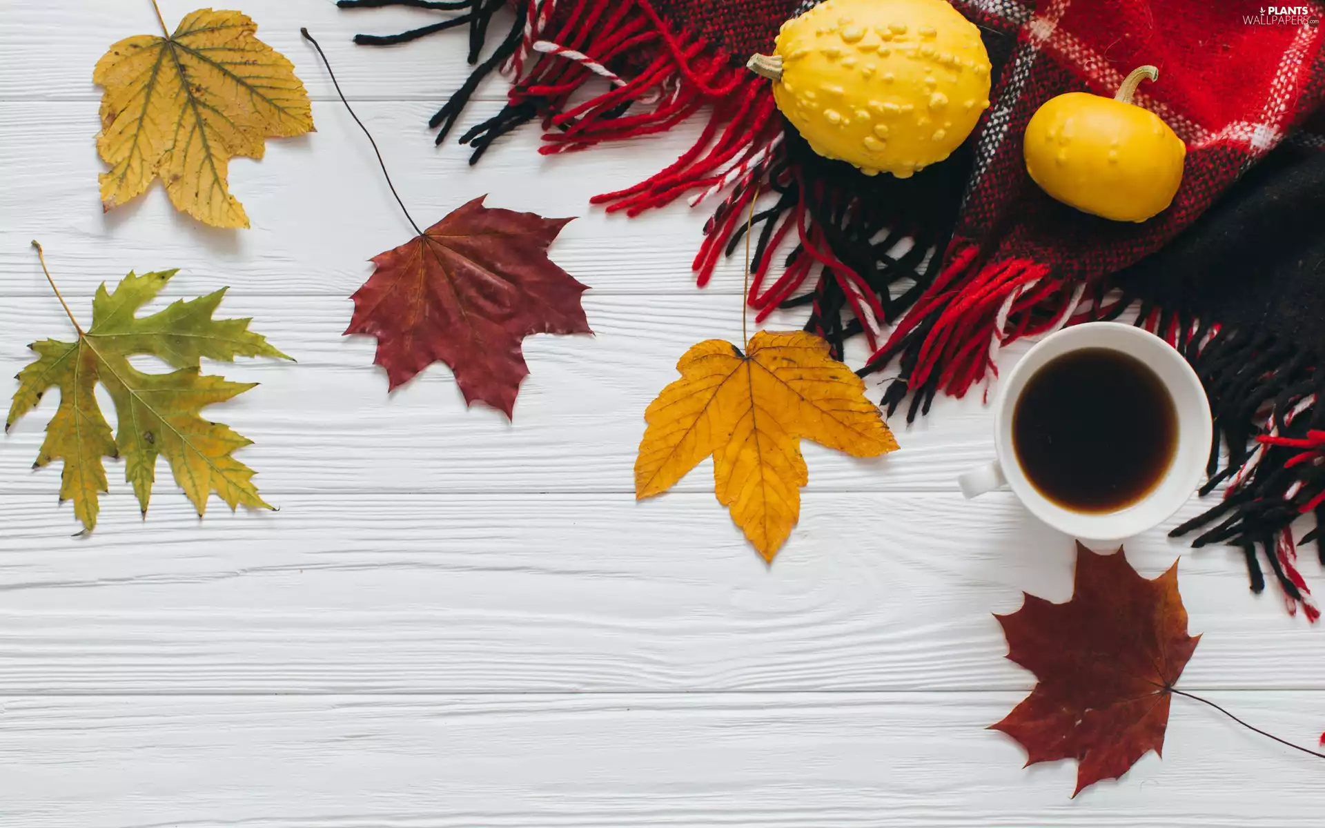 maple, autumn, coffee, pumpkin, coverlet, composition, boarding, Leaf, coffee, Fringe, cup