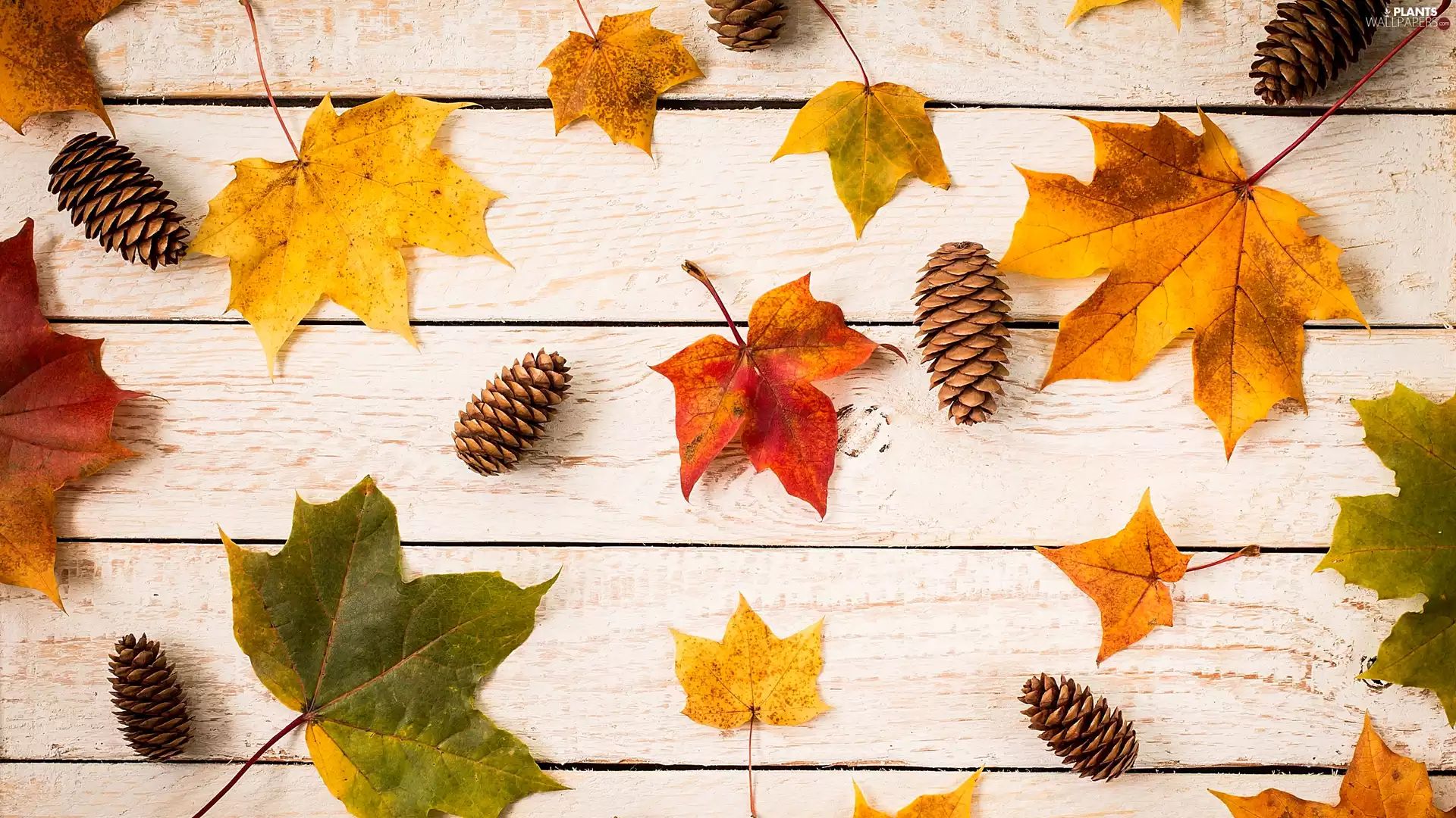 cones, boarding, Leaf, maple, color