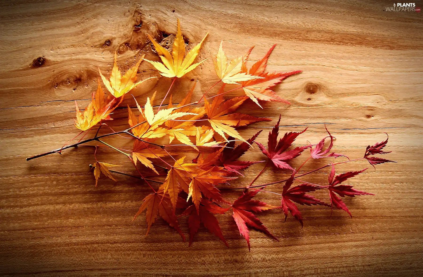 Leaf, boarding