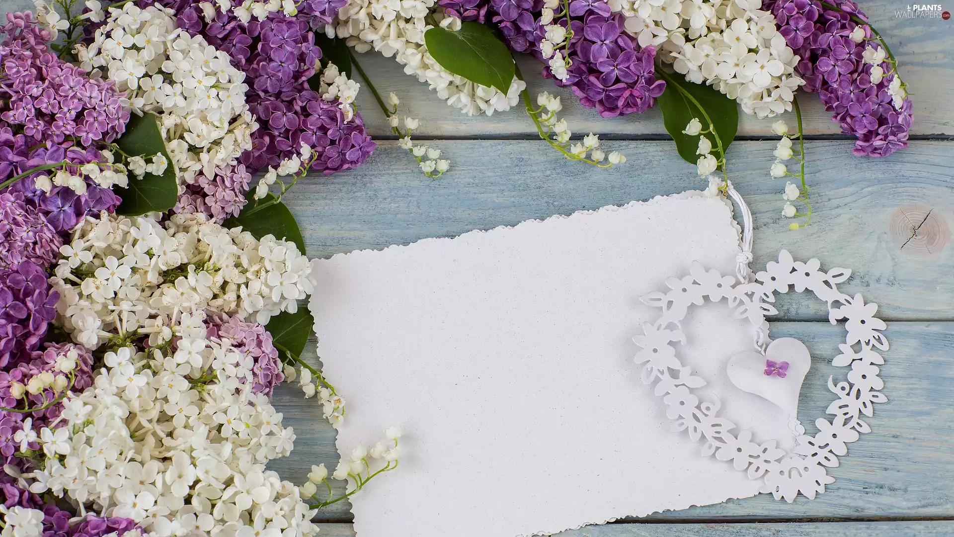 Heart, boarding, lilies, card, without