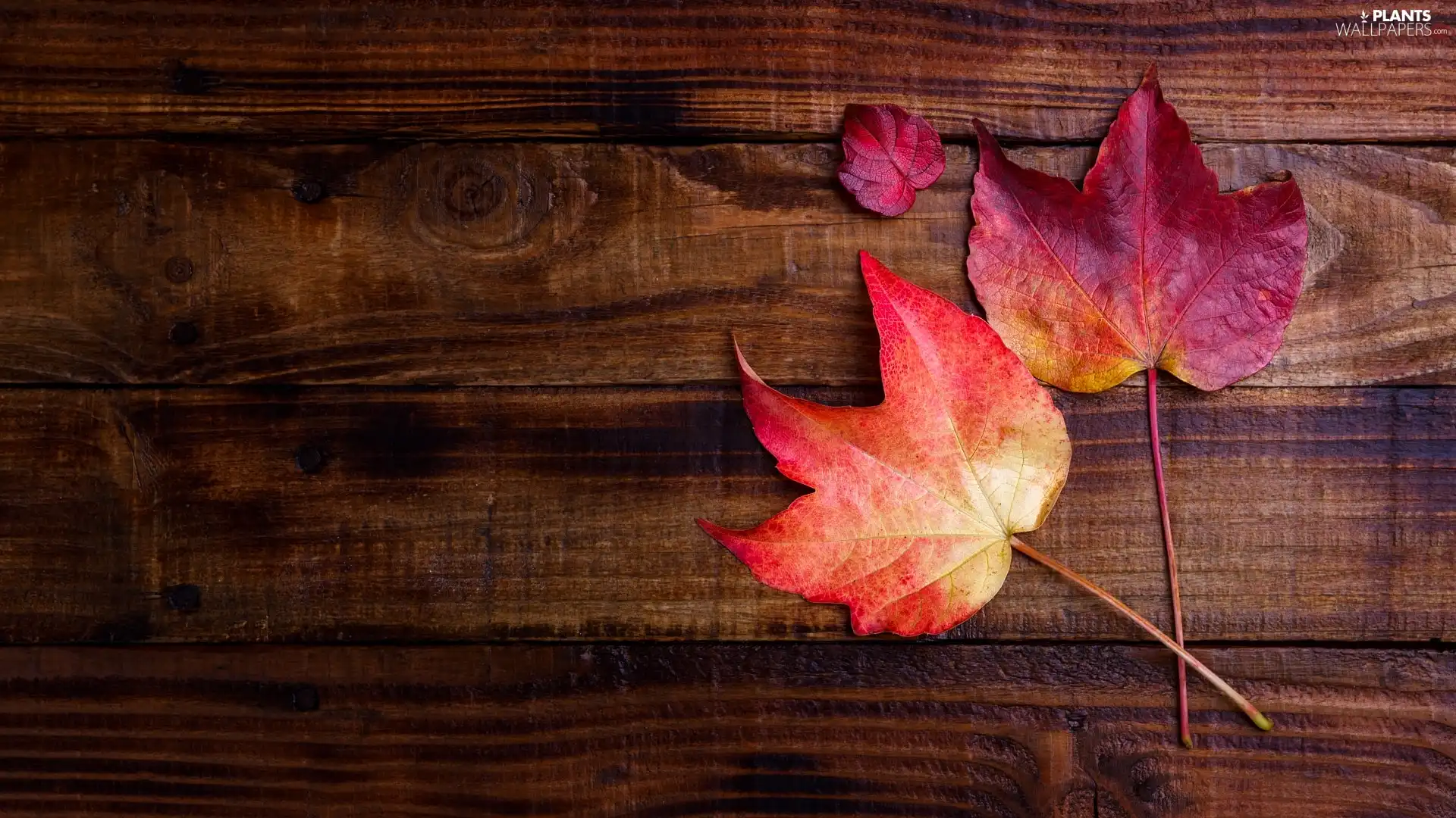 boarding, Leaf, maple