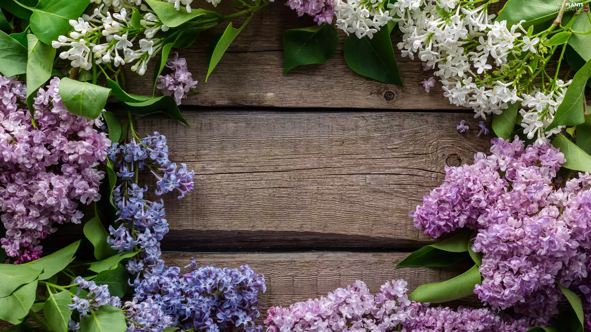 boarding, without, Twigs