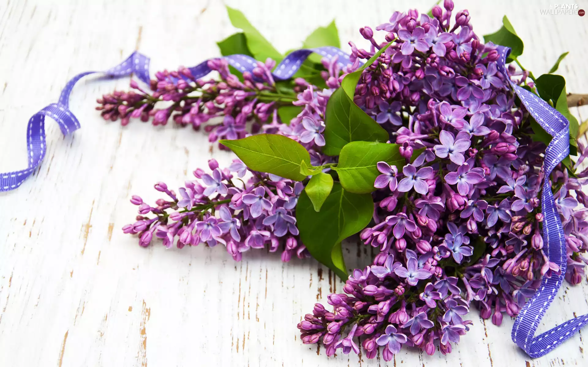 without, Flowers, ribbon, boarding, Syringa, Violet