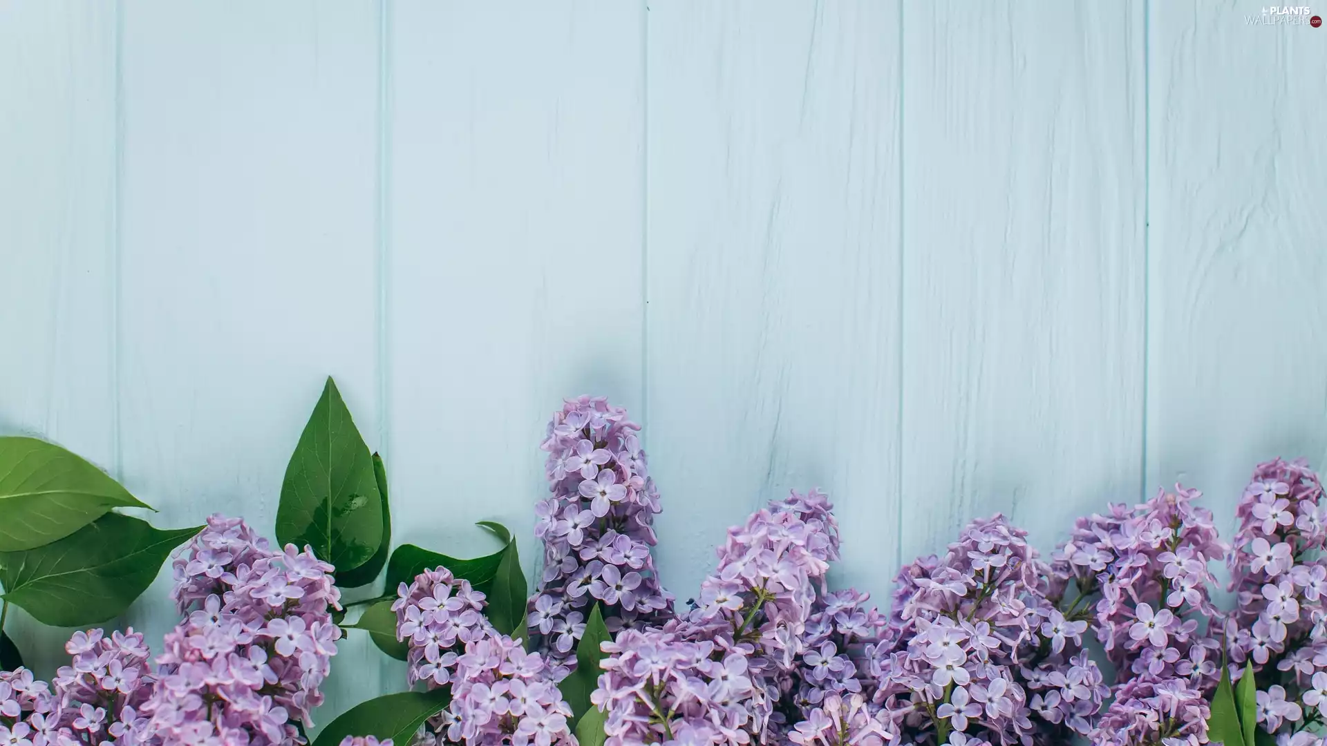 Twigs, Flowers, blue, boarding, Leaf, without