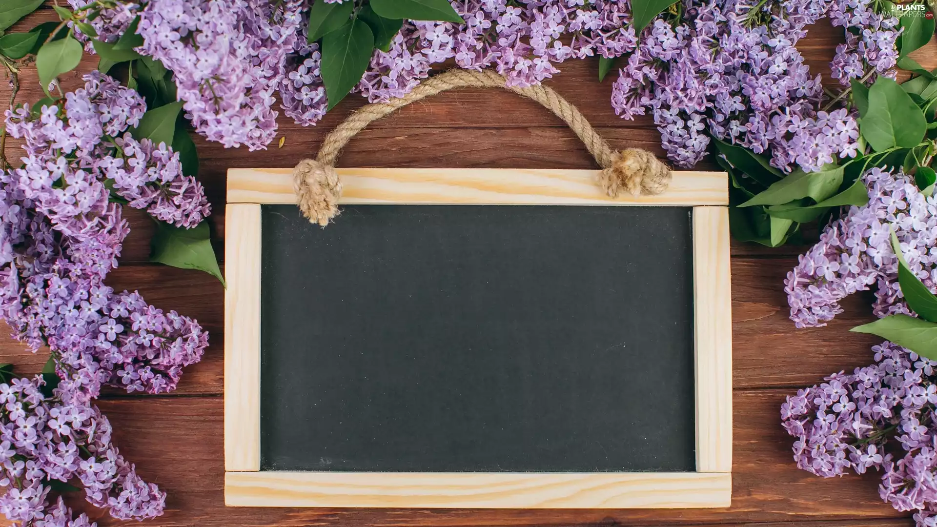 plate, boarding, without, Twigs, Flowers