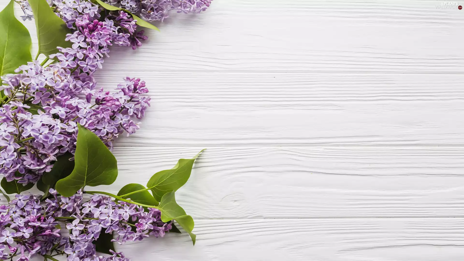 boarding, Flowers, without