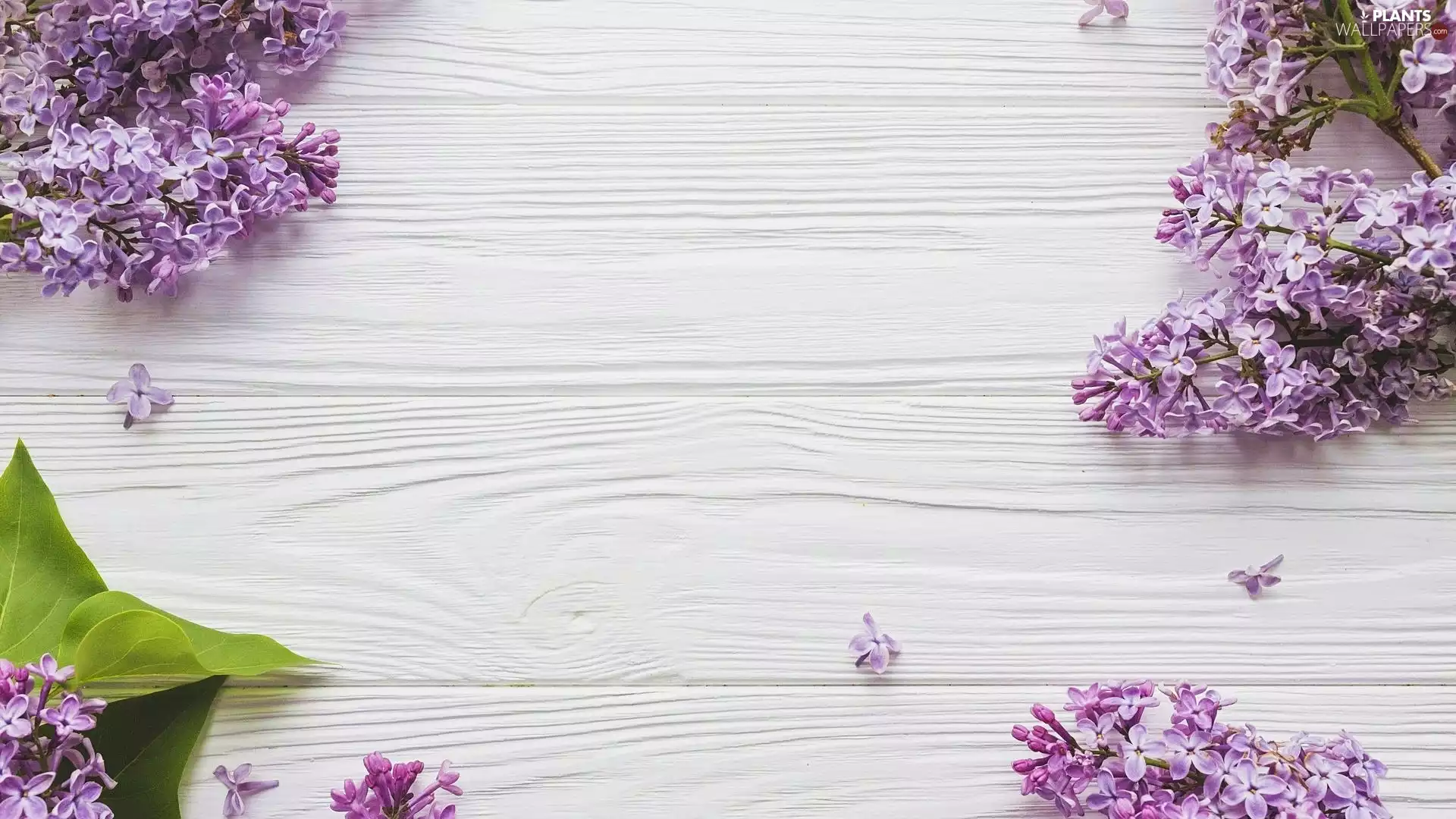 boarding, Violet, without