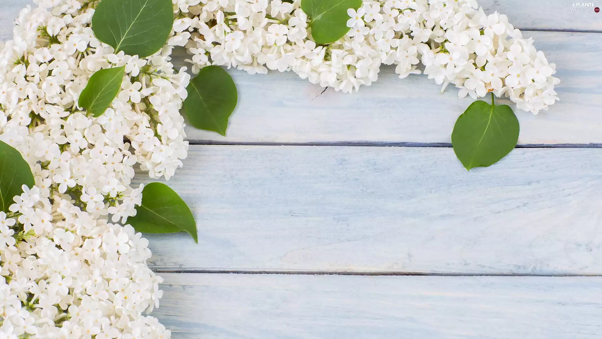 Leaf, boarding, without, Twigs, White