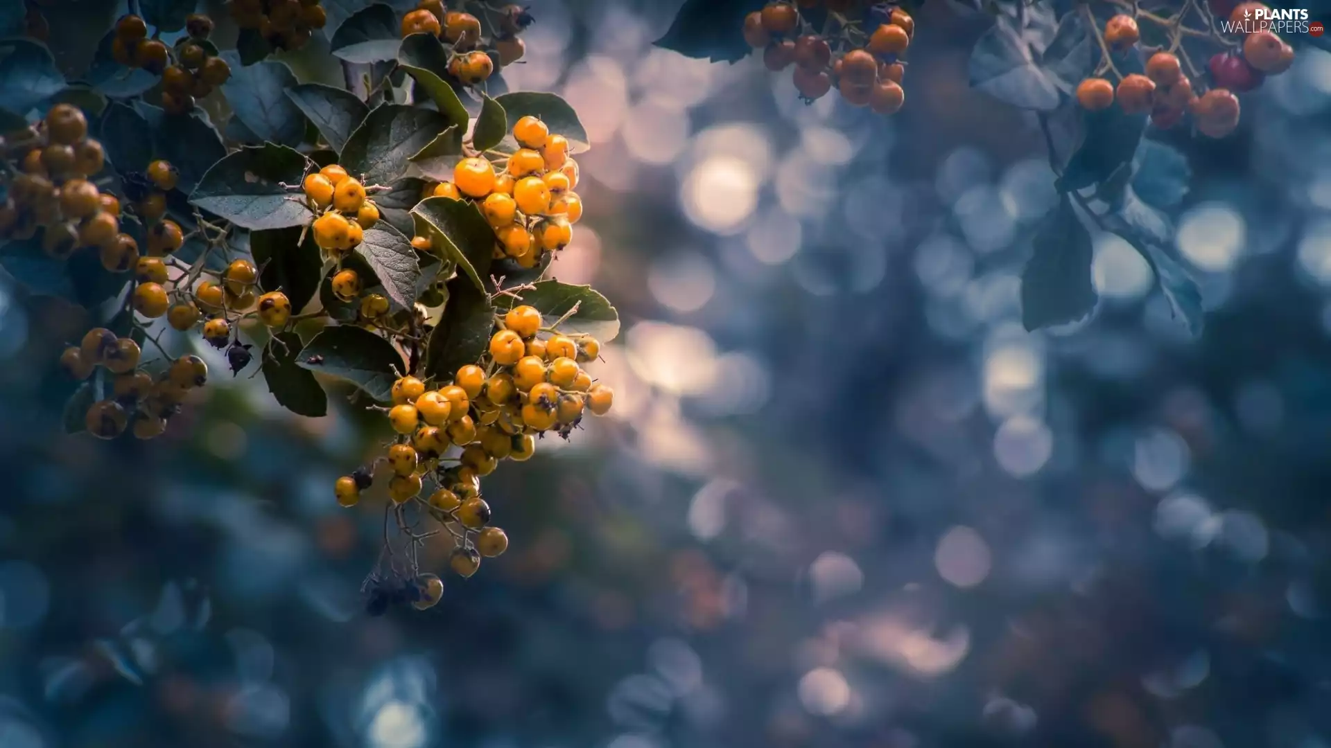 Yellow, Bush, Leaf, Bokeh, blueberries, branch