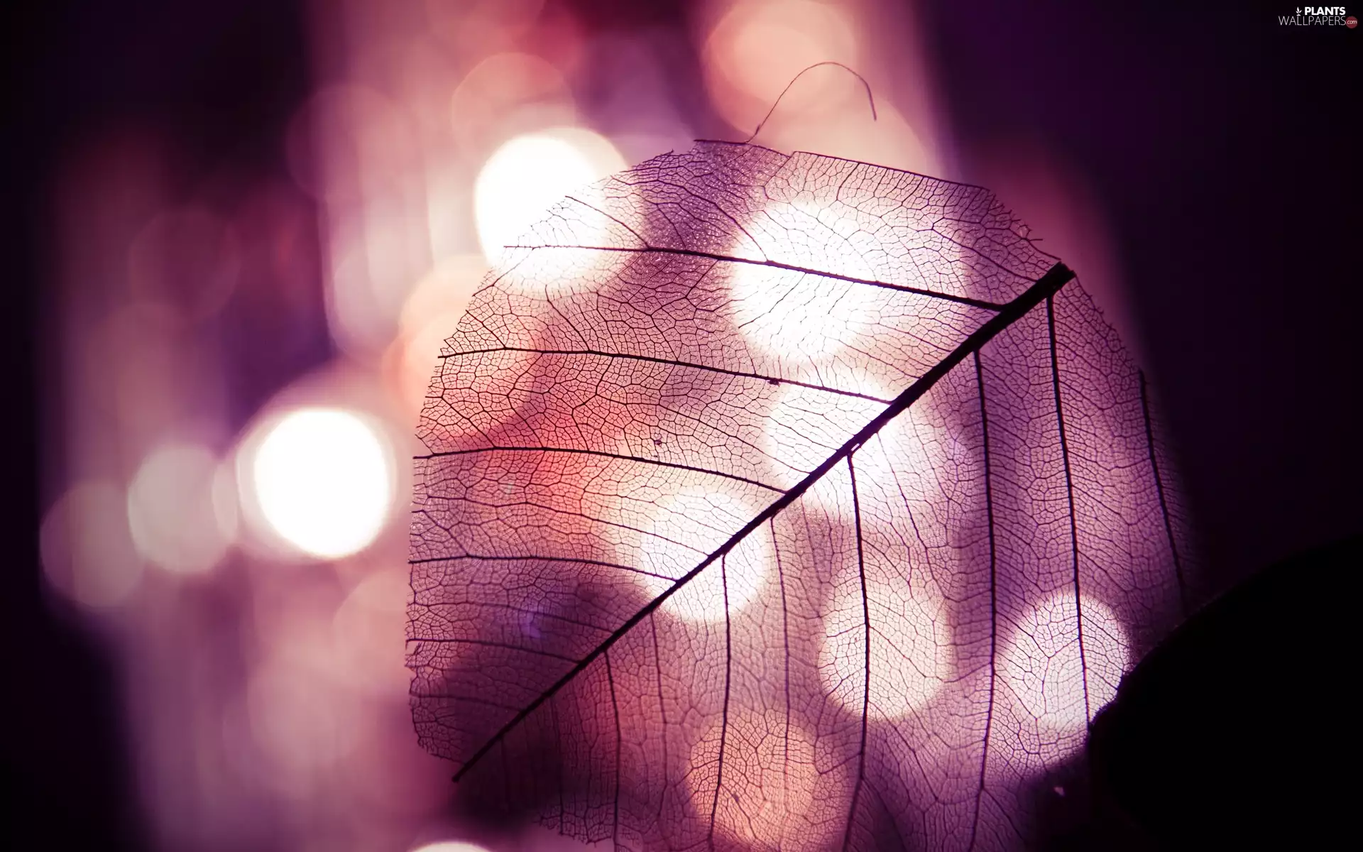Bokeh, leaf, clear