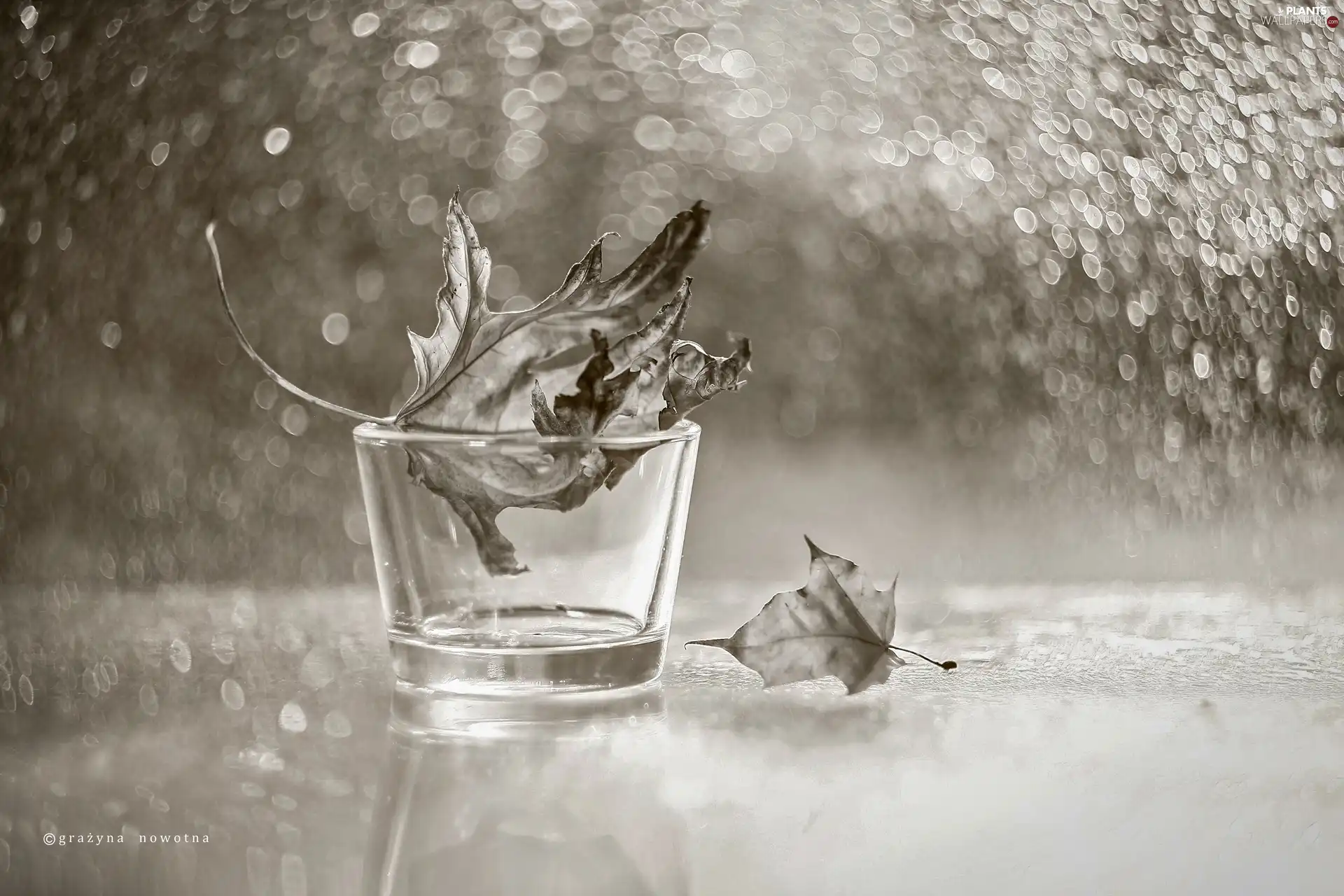 Bokeh, composition, Leaf, vase, dry