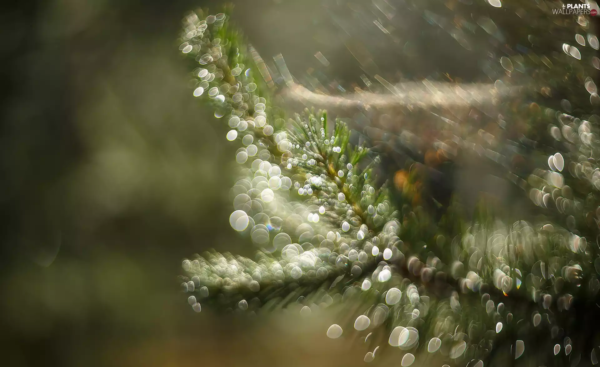 Bokeh, twig, conifer