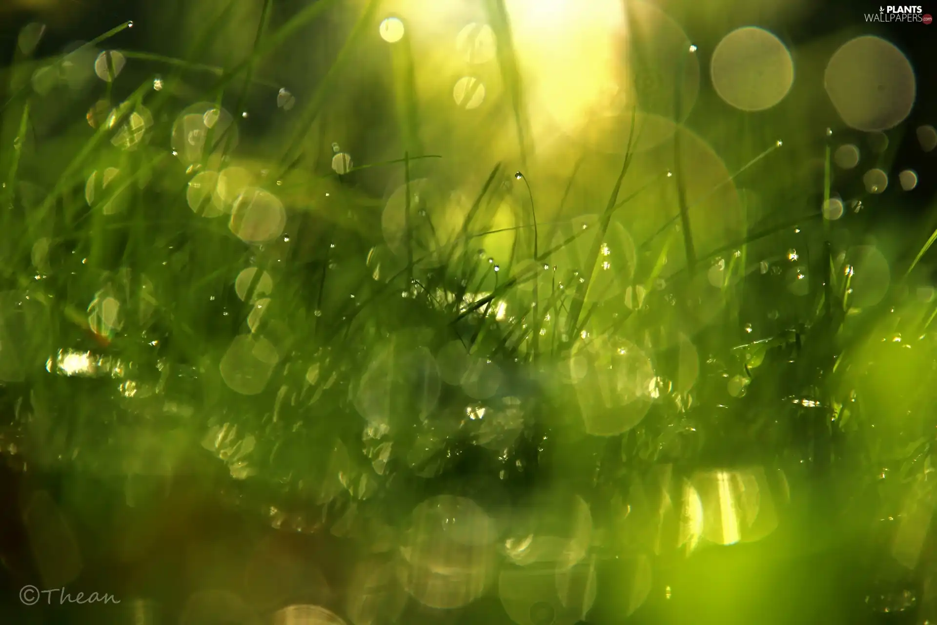 Bokeh, grass, drops