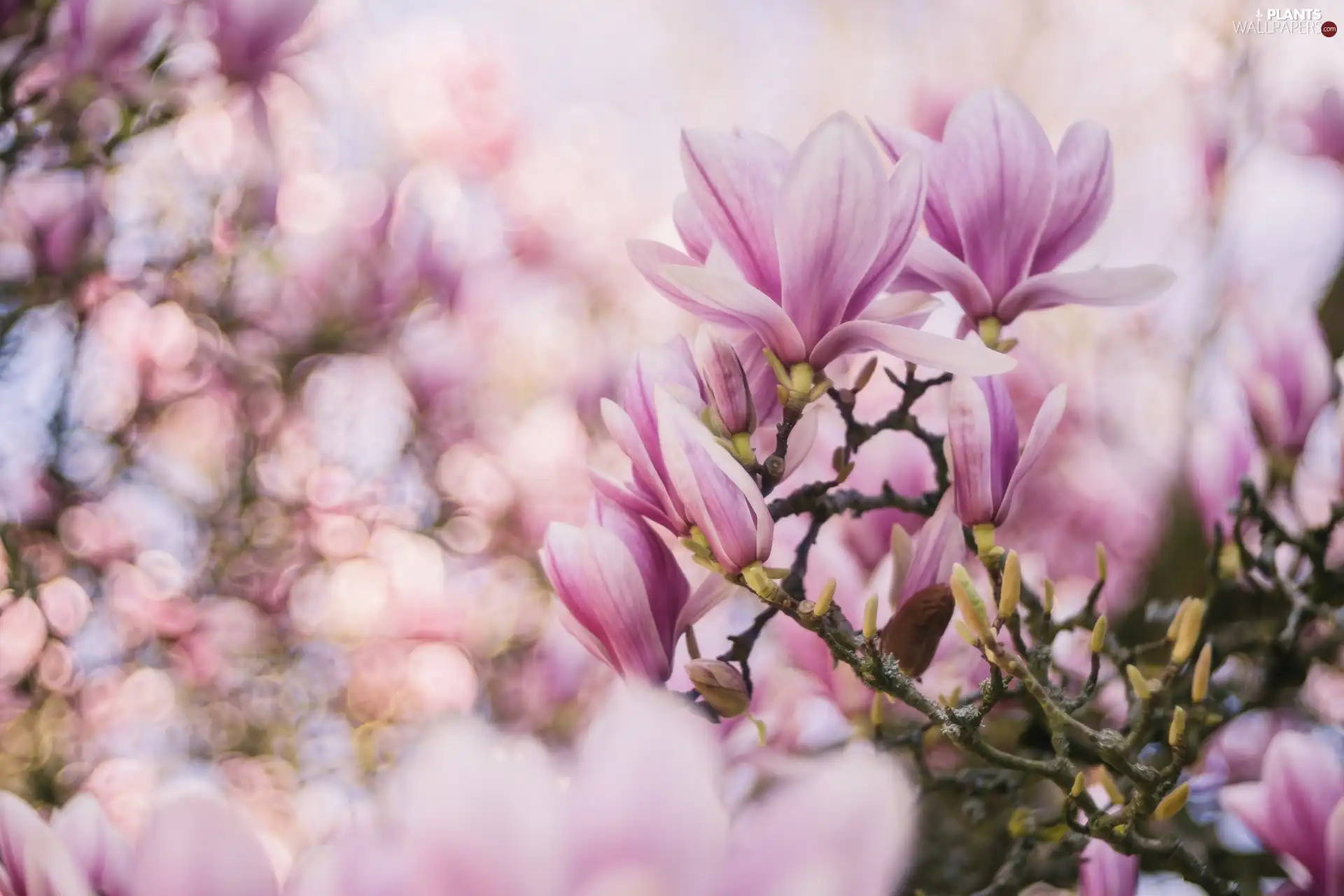 Bokeh, Flowers, Magnolia