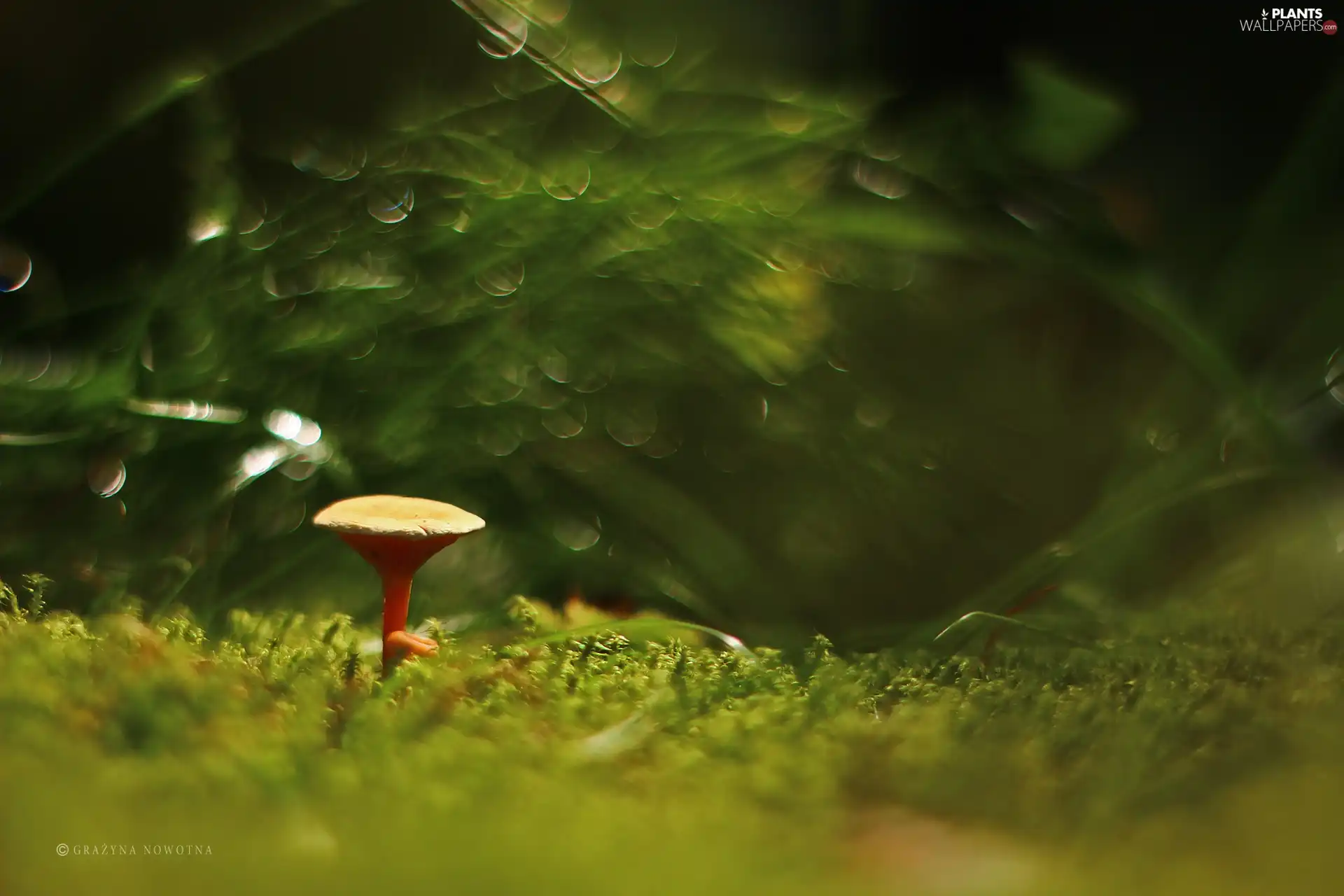 Bokeh, Mushrooms, Moss