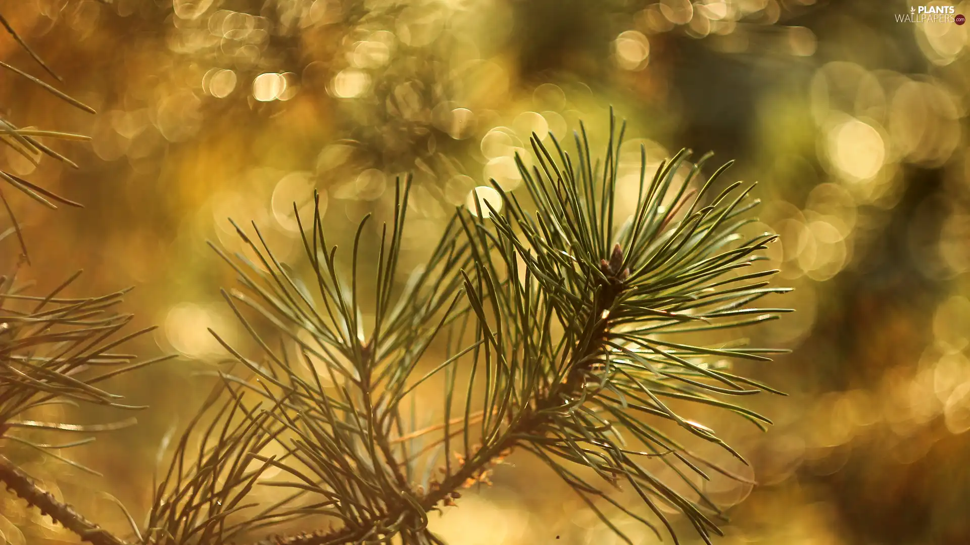 Bokeh, twig, pine