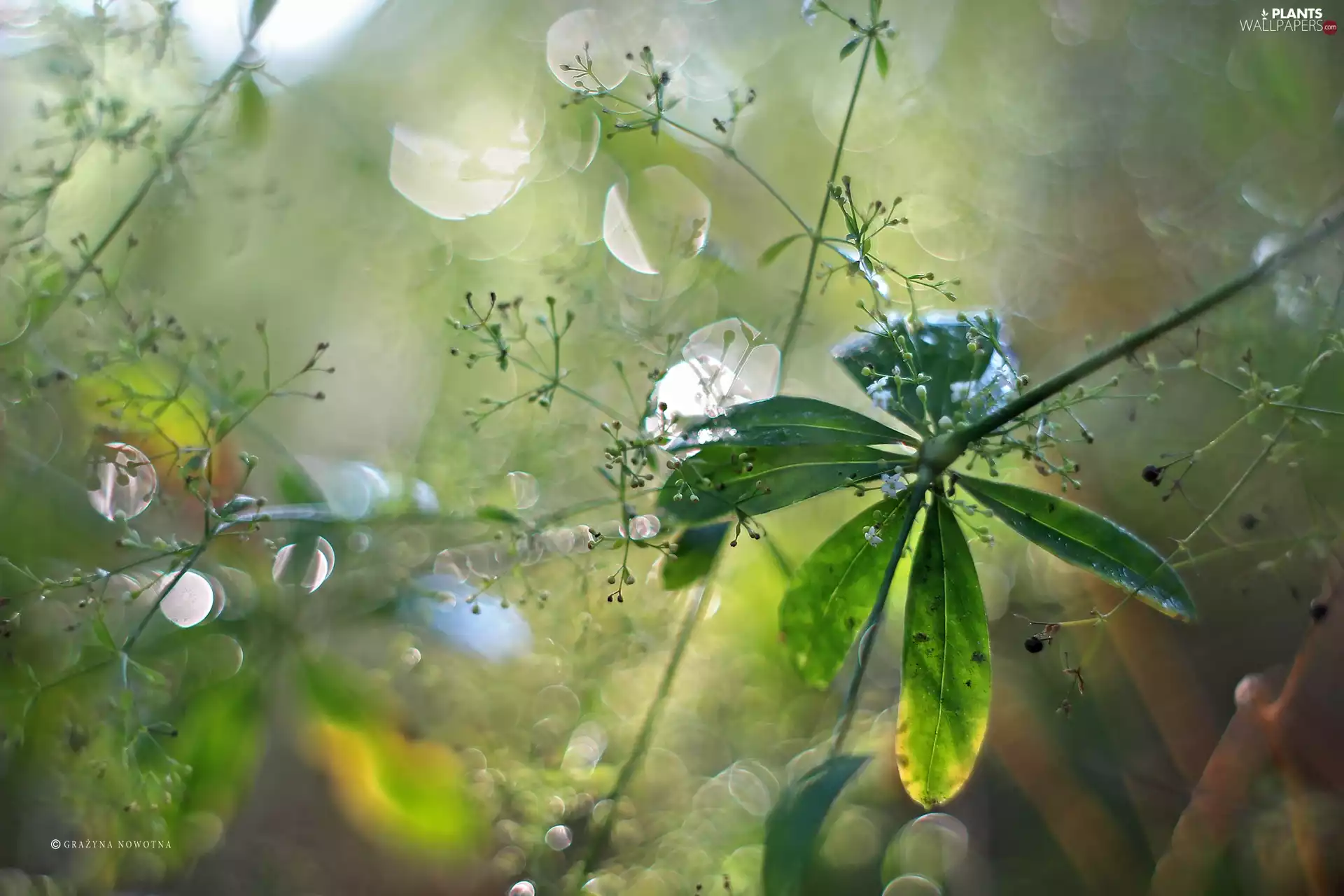 Bokeh, Leaf, Plants