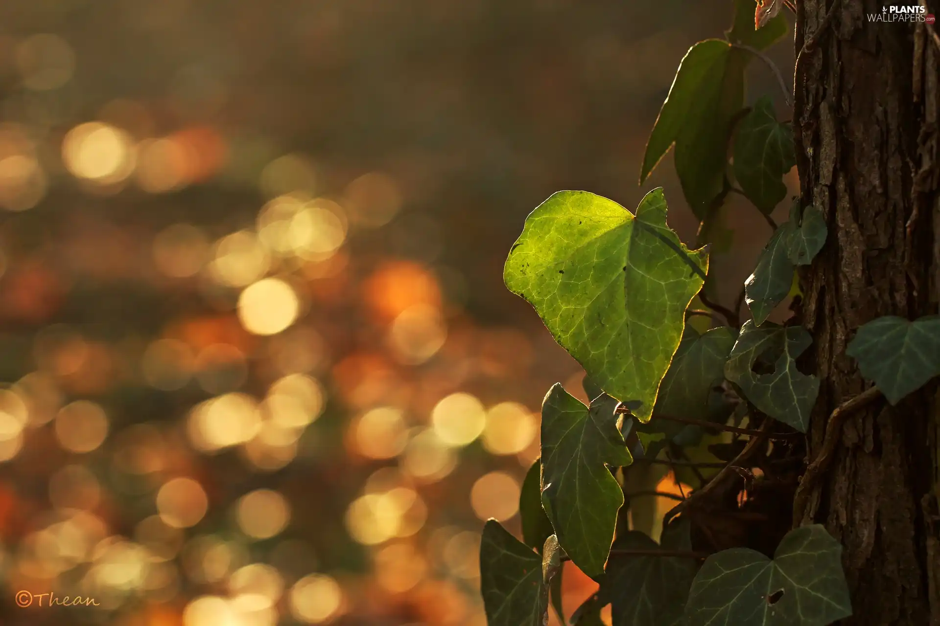 Bokeh, ivy, trees