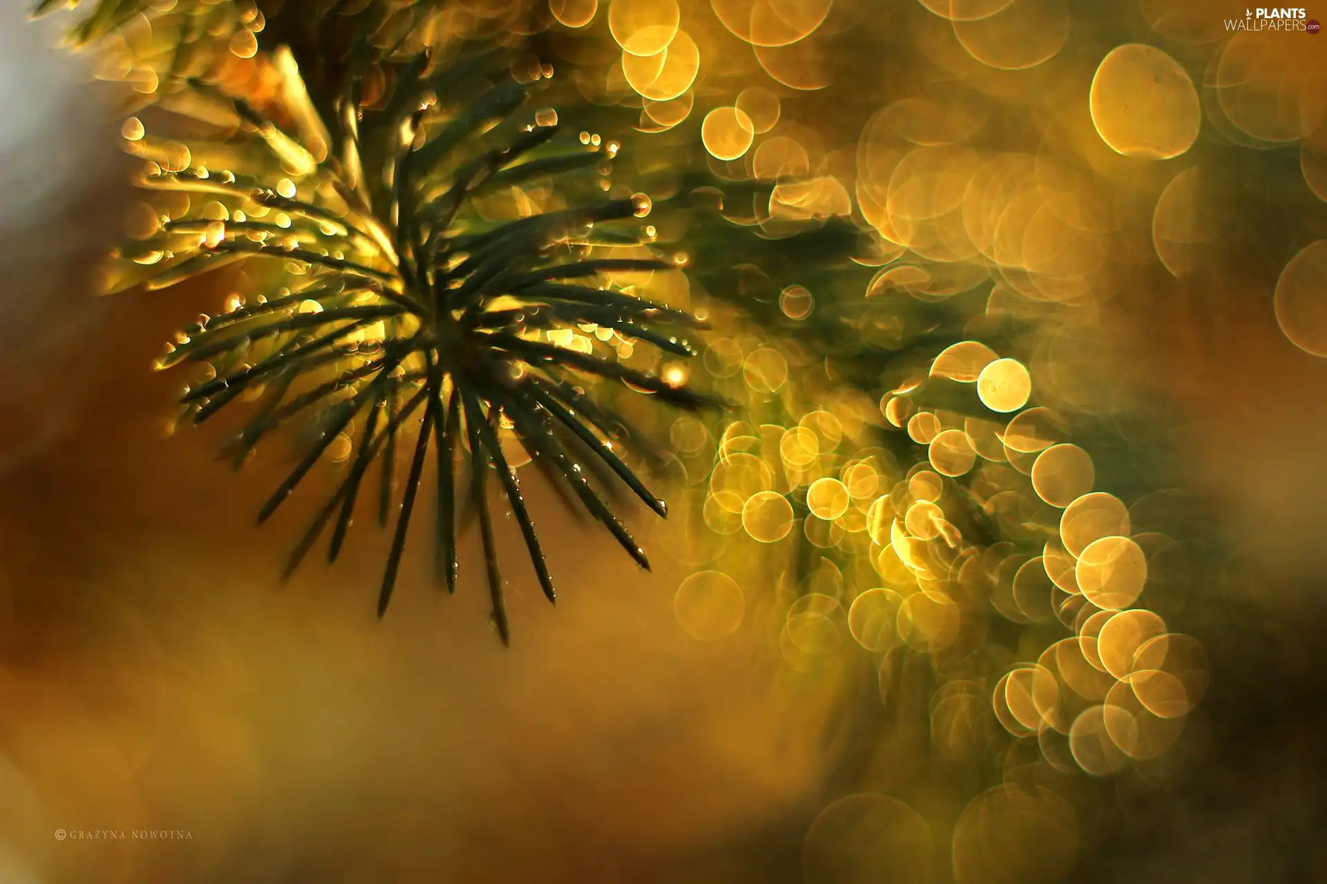 Bokeh, spruce, twig