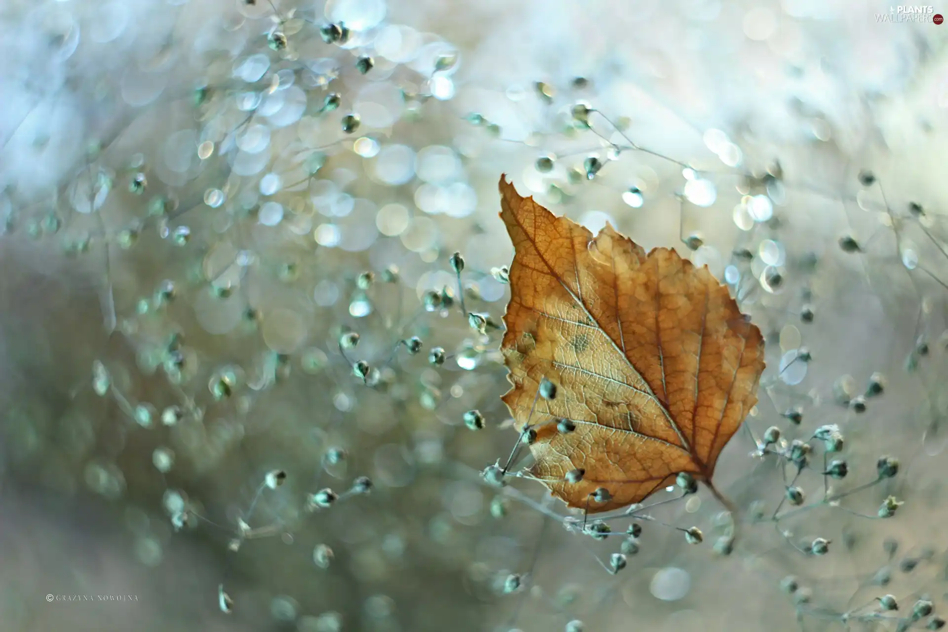 Yellow, leaf, Bokeh, dry