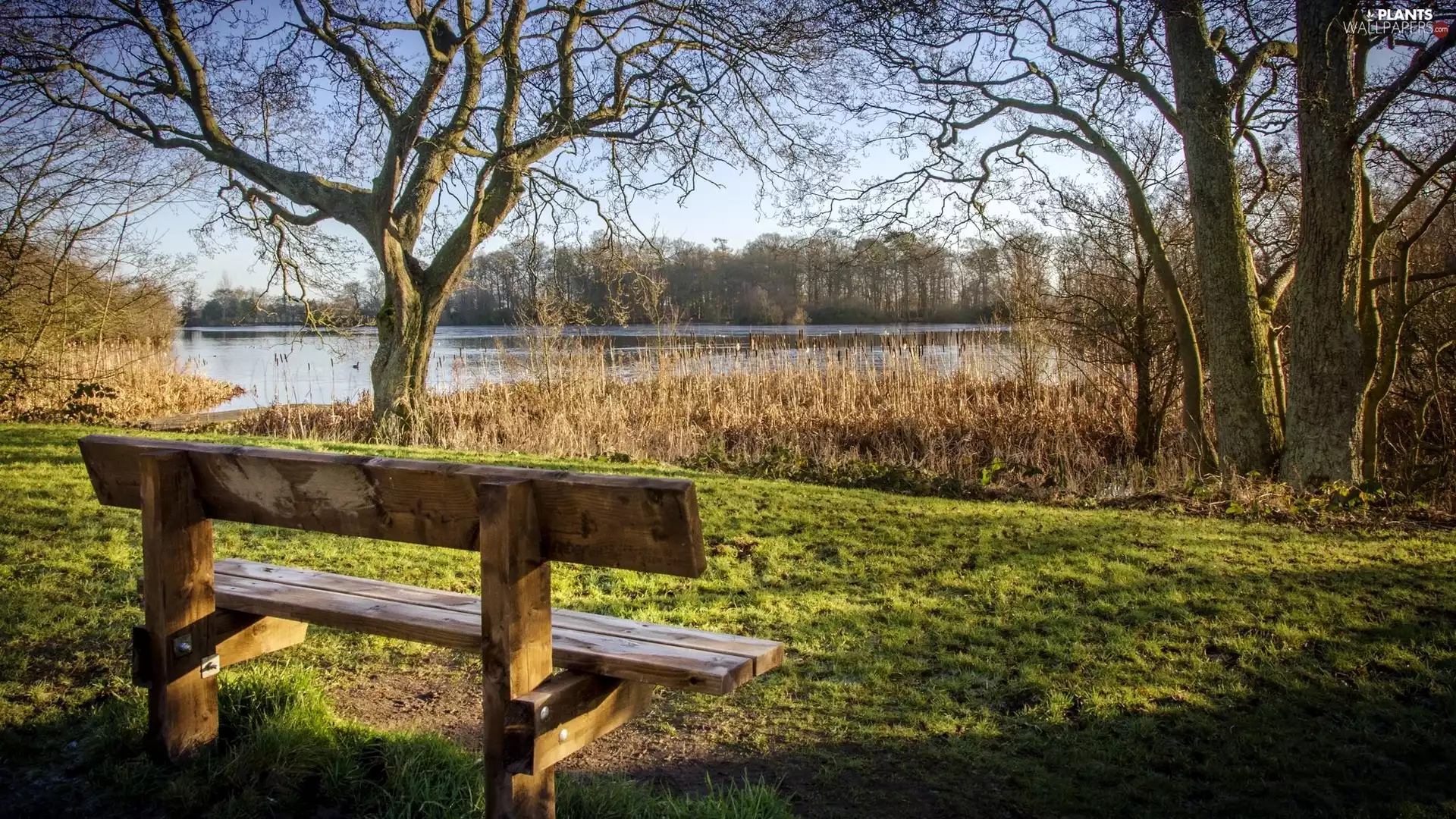 trees, Bolam Lake Country Park, Bench, Bolam Lake, England, viewes, cane