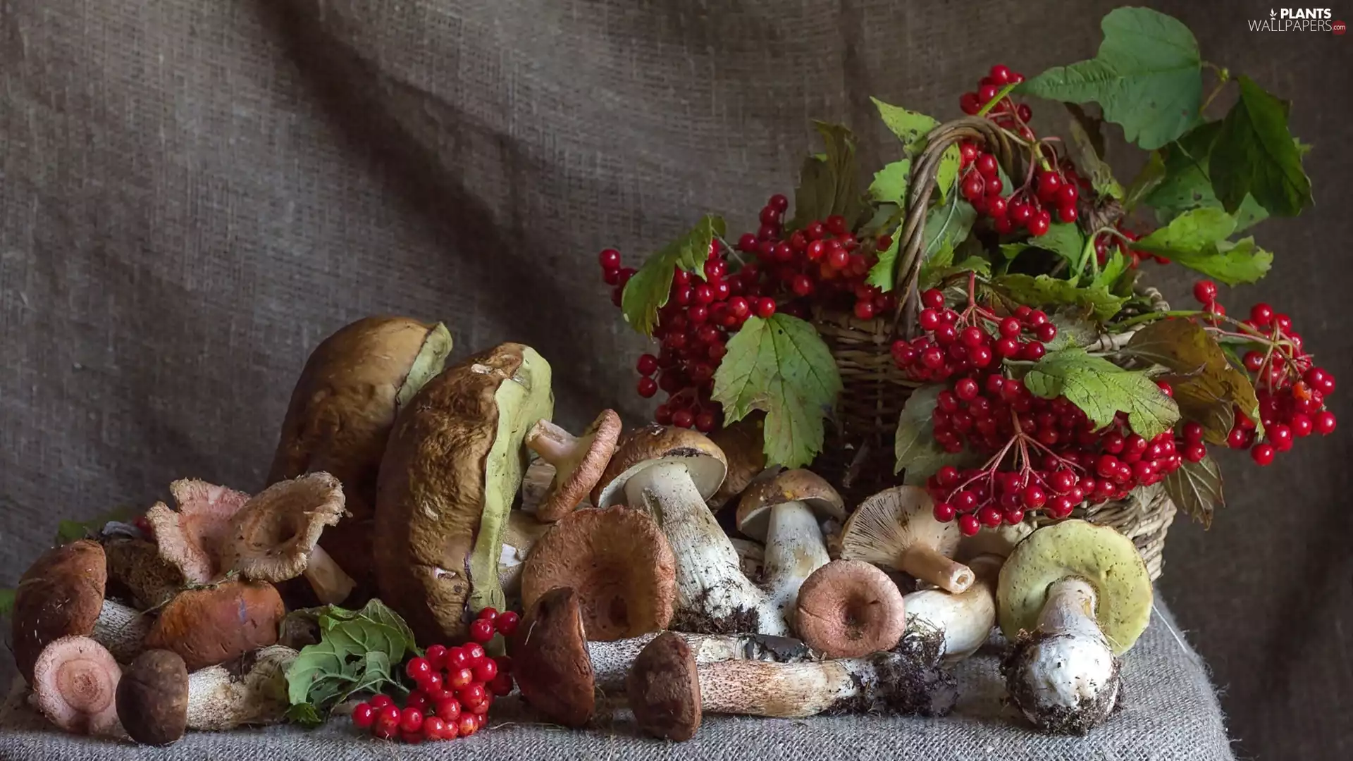 boletus, composition, Brown roll-rim, Viburnum Opulus, Kozak, mushrooms