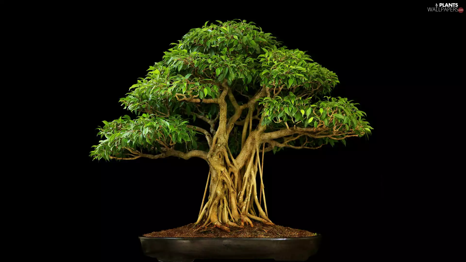 black background, sapling, Bonsai