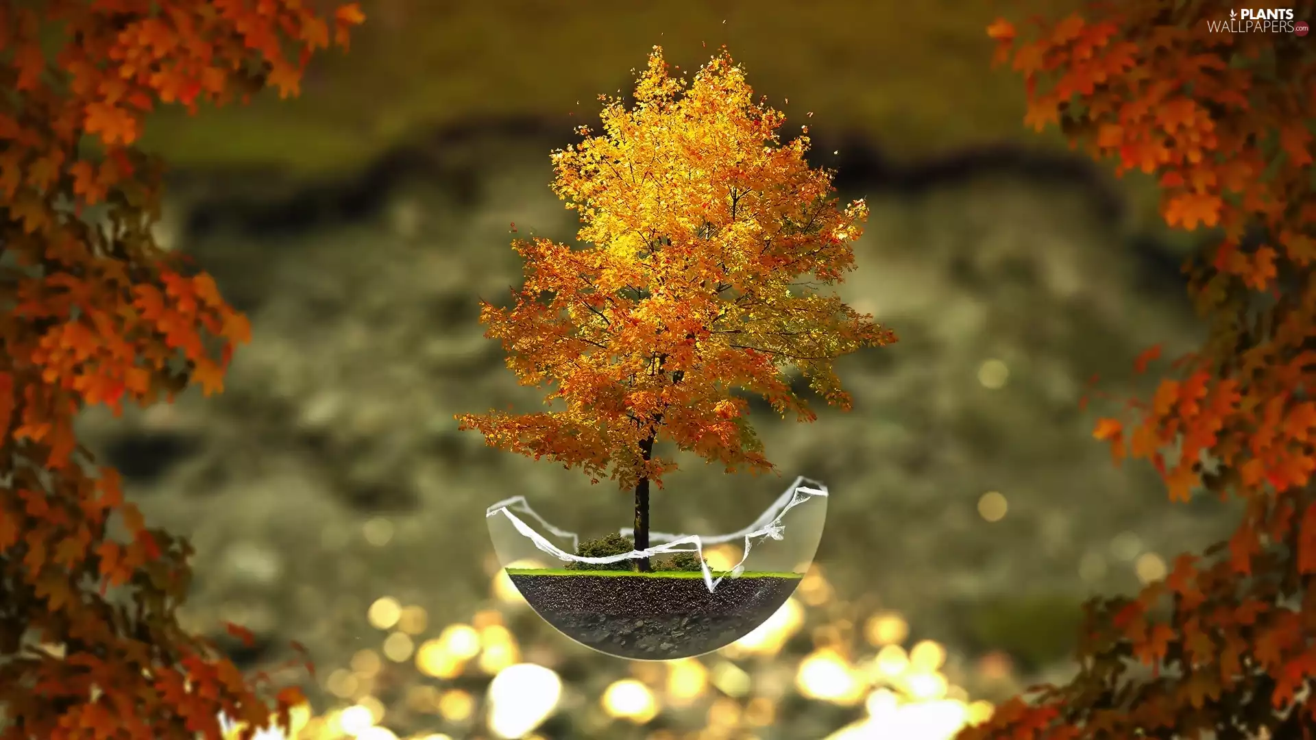 sapling, Bonsai, fantasy, autumn, graphics