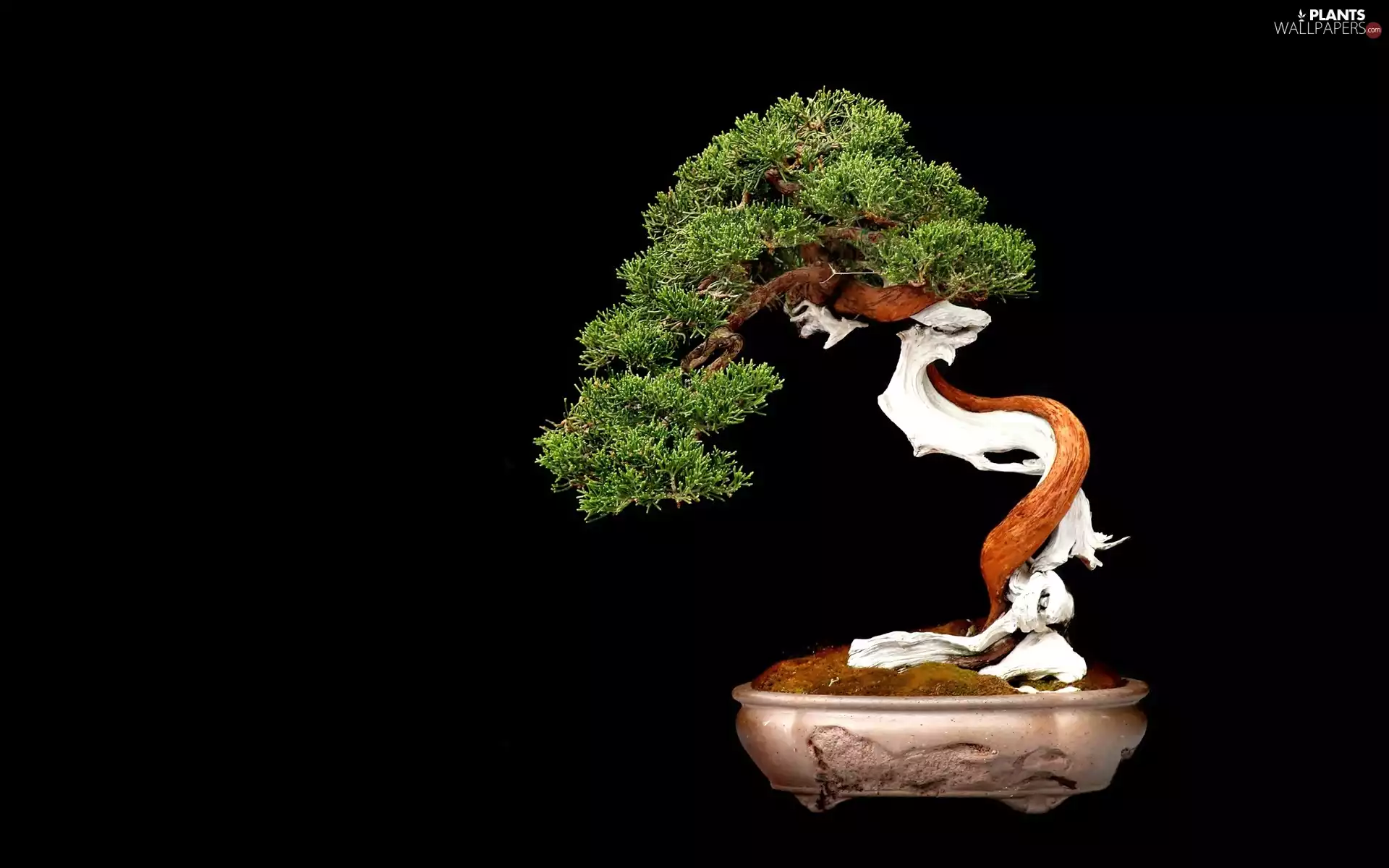 sapling, Black, background, Bonsai
