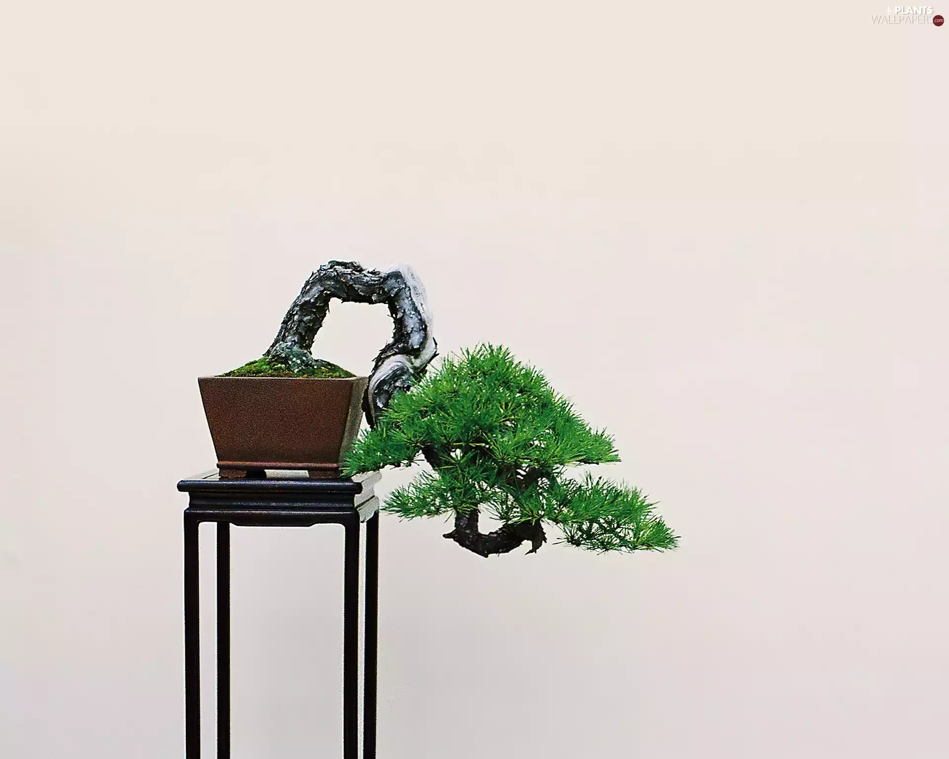 Bonsai, table, sapling