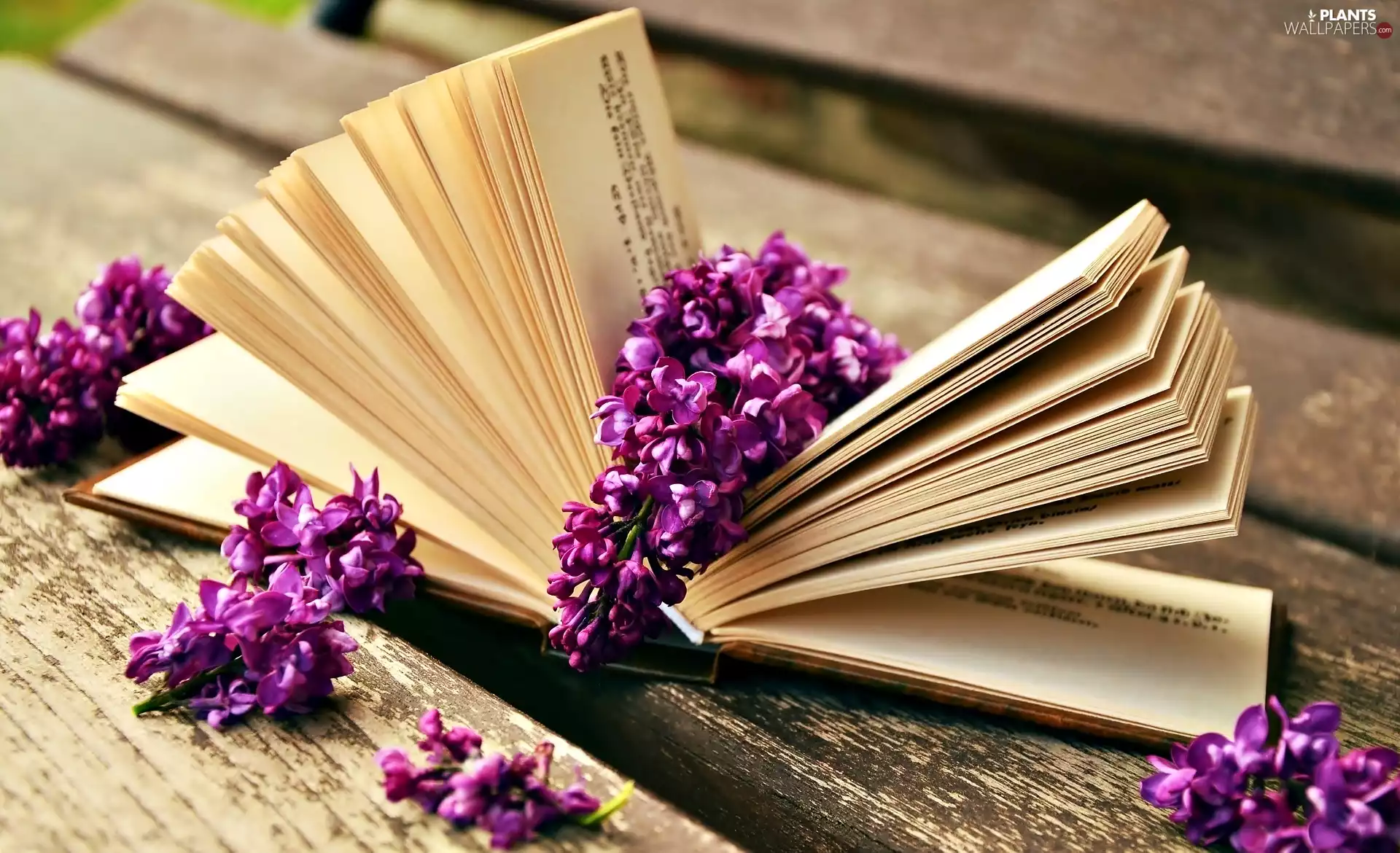 composition, Flowers, lilac, Book