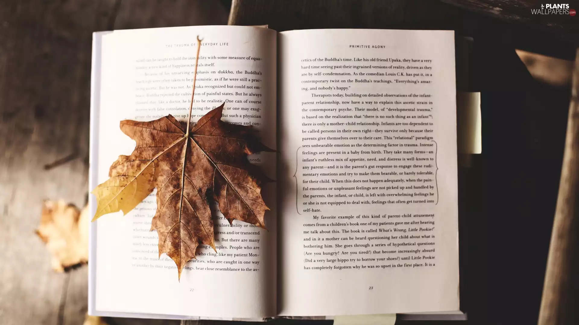 open, Book, leaf, maple, Autumn