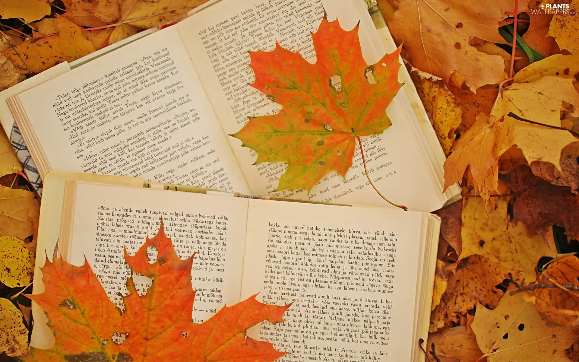 Book, autumn, Leaf