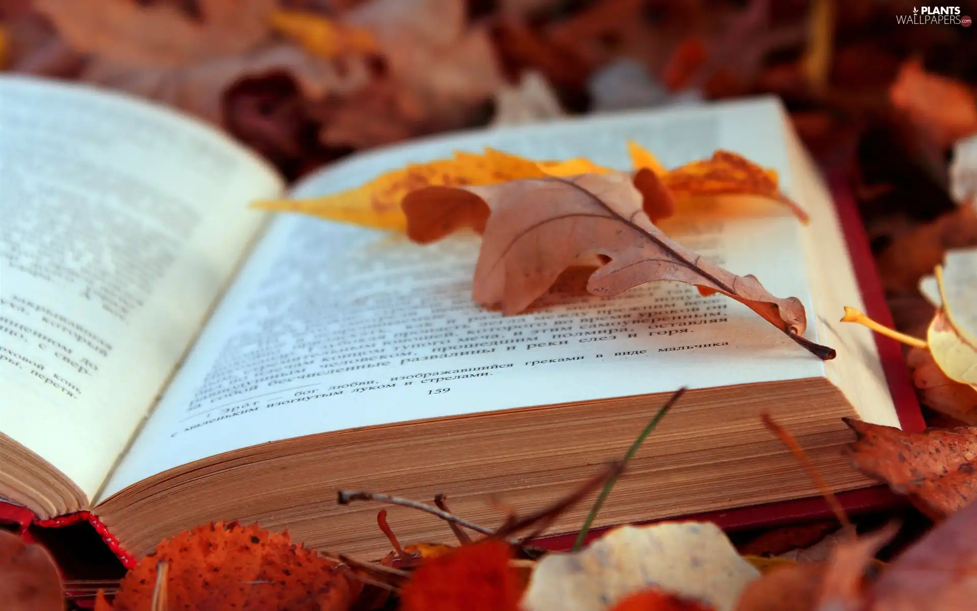 Leaf, Book