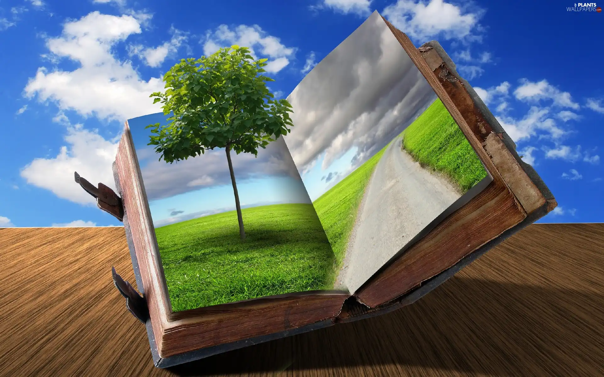 trees, Sky, Book, Meadow