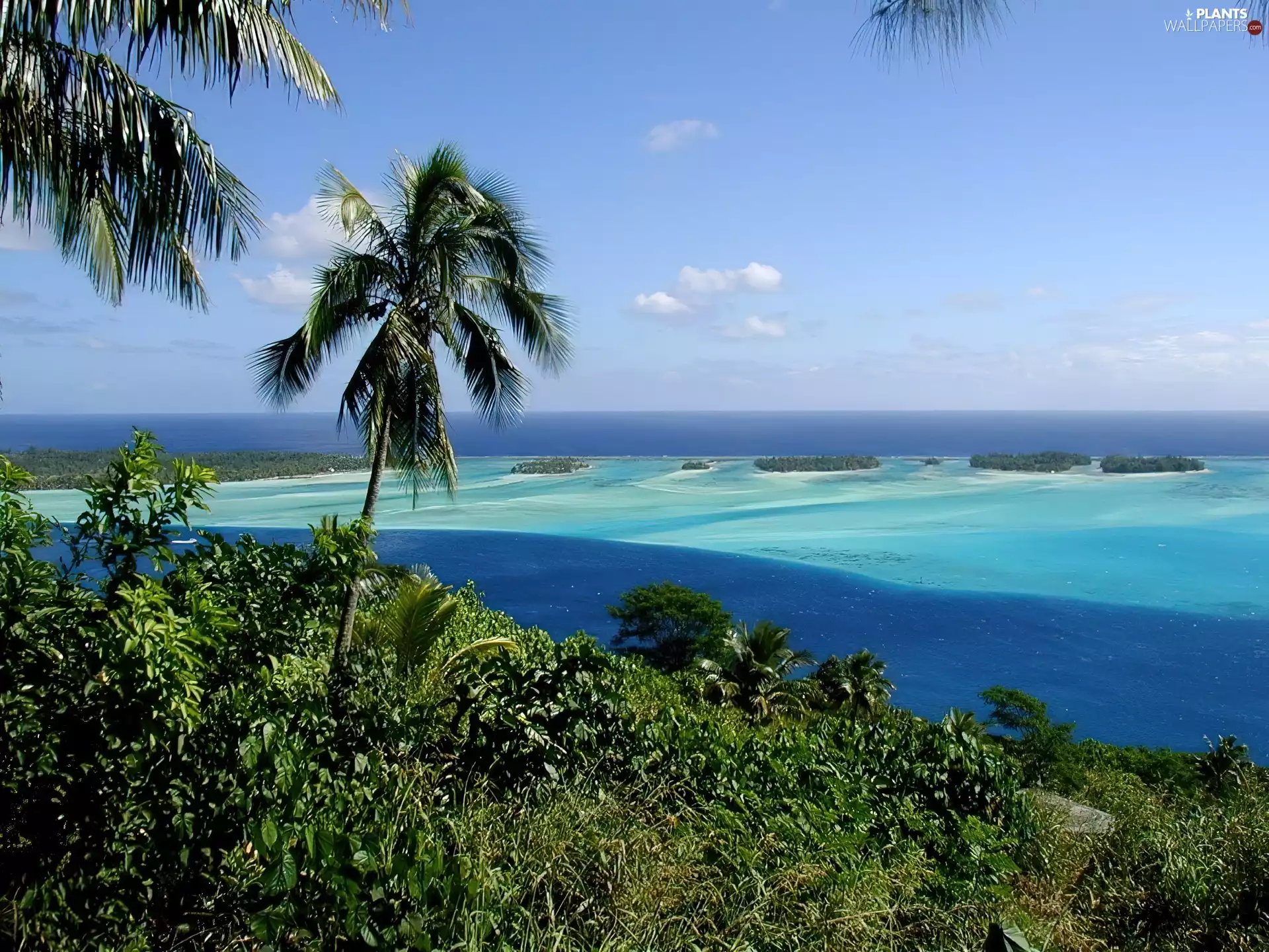 Palms, green, Bora Bora, water, French Polynesia