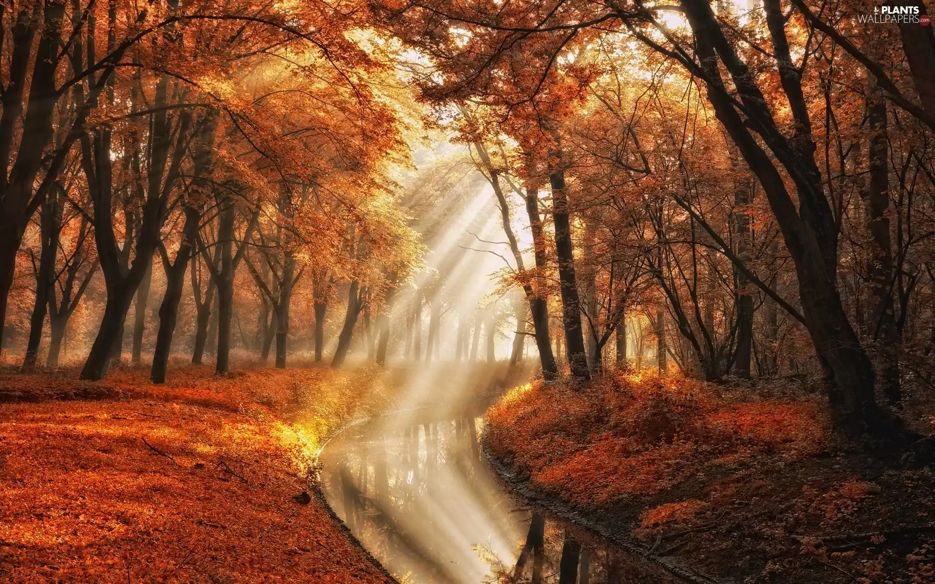Amsterdam, Netherlands, Amsterdamse Bos Park, Amsterdam Forest, brook, Piercing light, trees, viewes, autumn