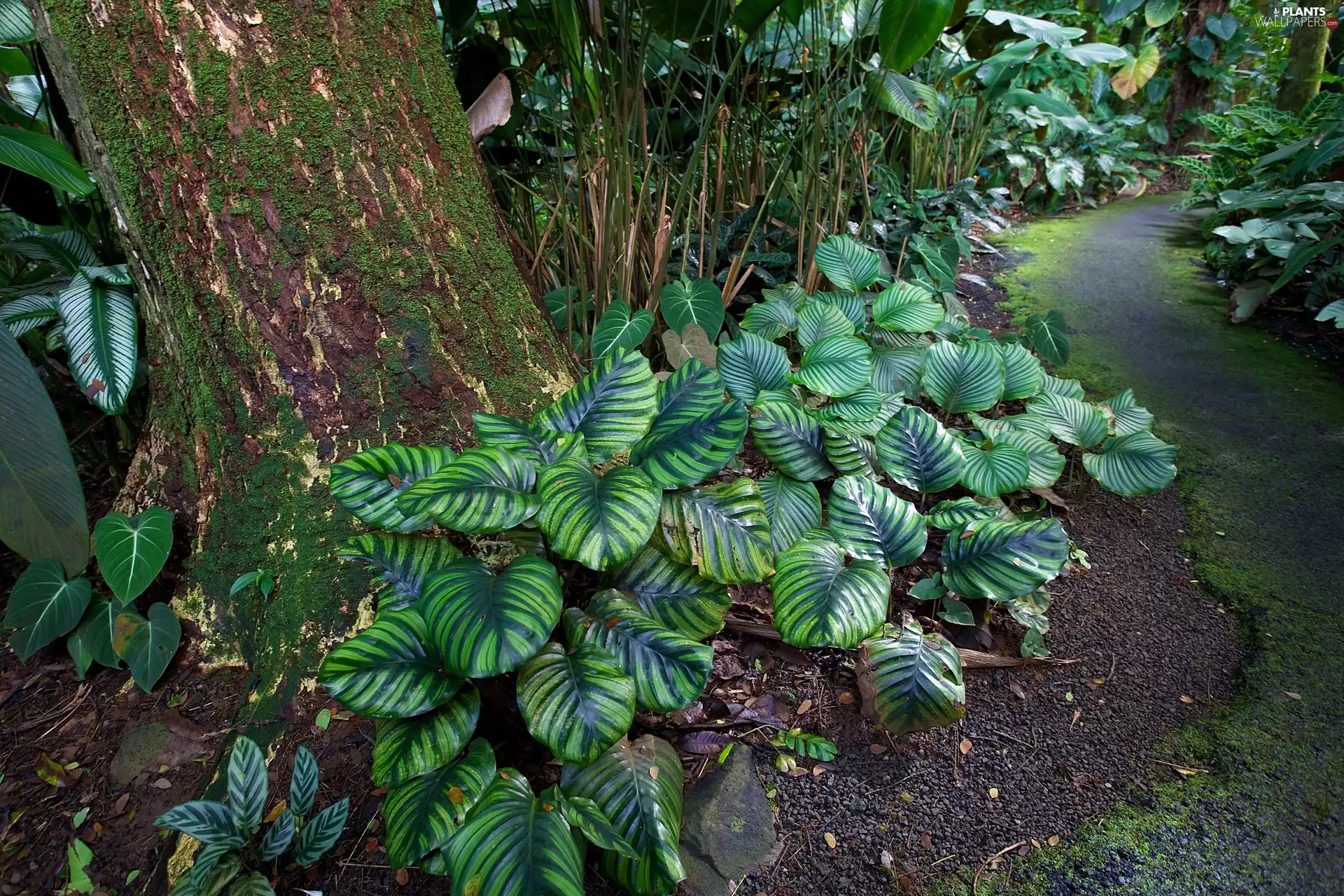 Aloha State Hawaje, botanical garden, Plants, tropical