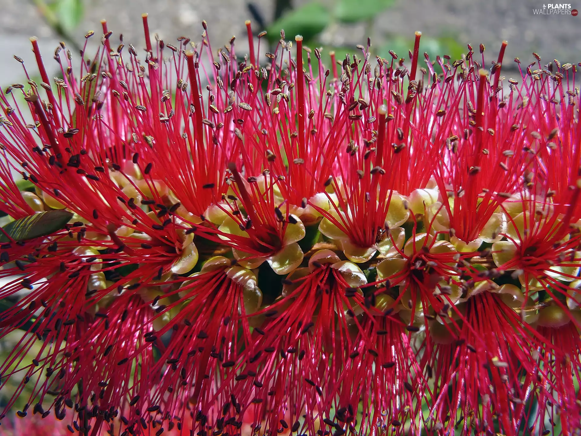 Colourfull Flowers, Crimson Bottlebrush