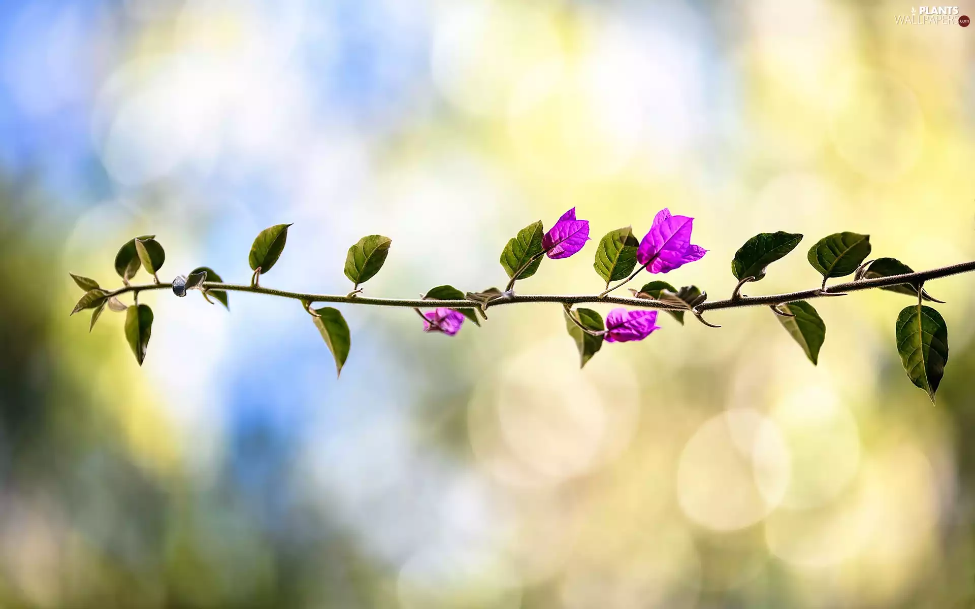 Bougainvillea, twig, leaves