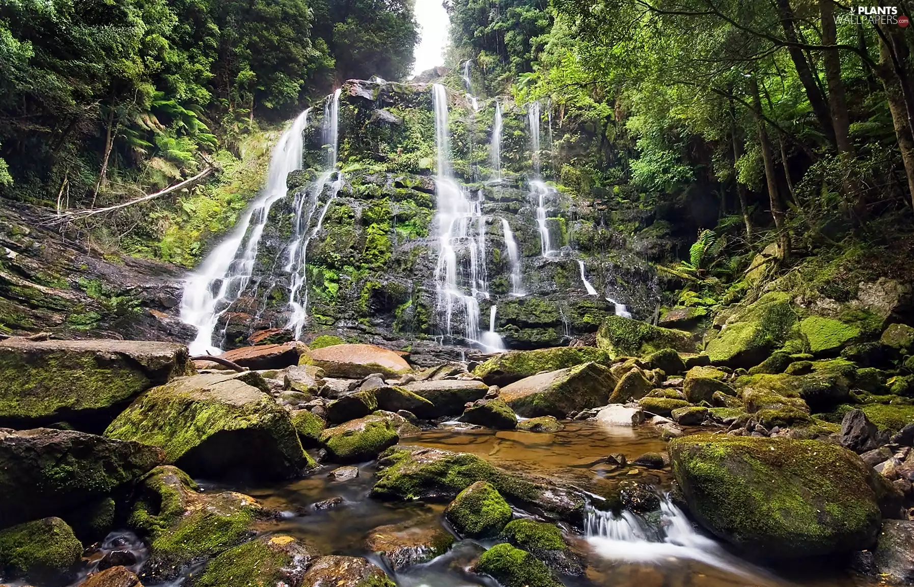 waterfall, Tasmania, mossy, boulders, Nelson, forest
