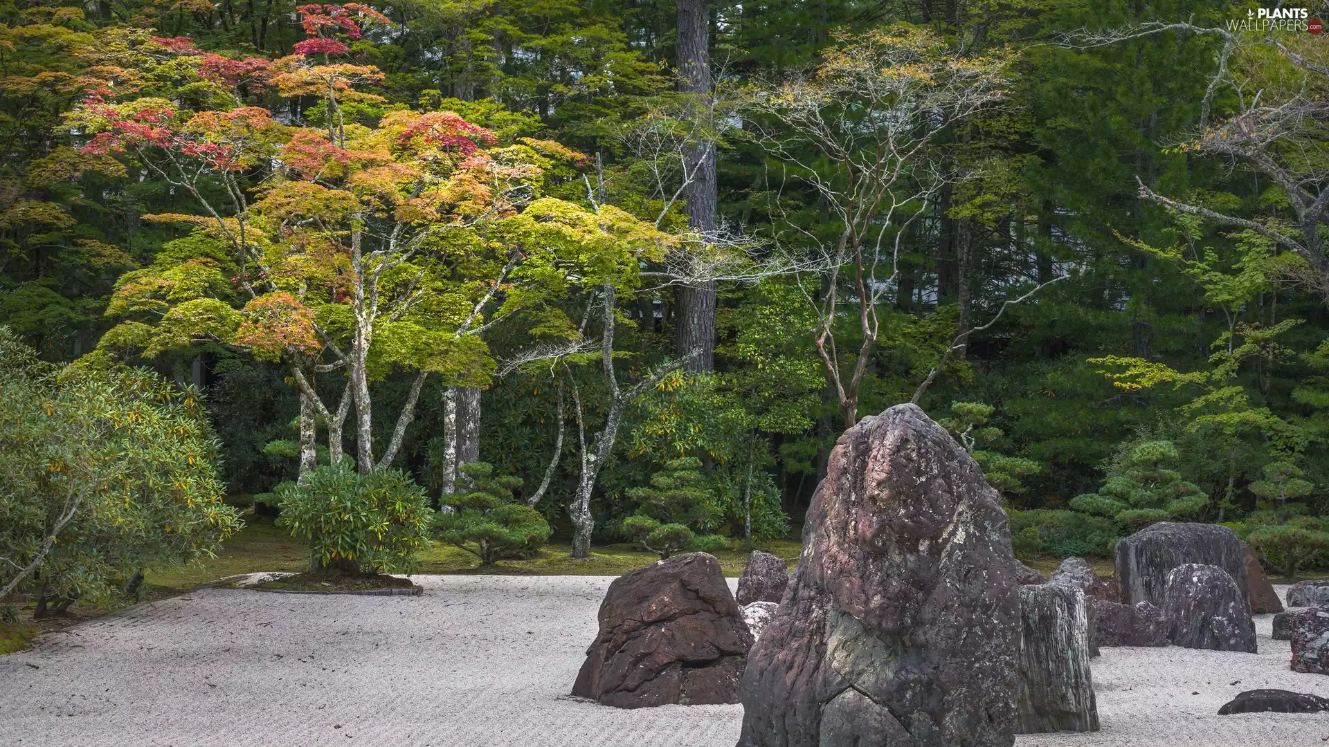 Stones, boulders, trees, viewes, forest